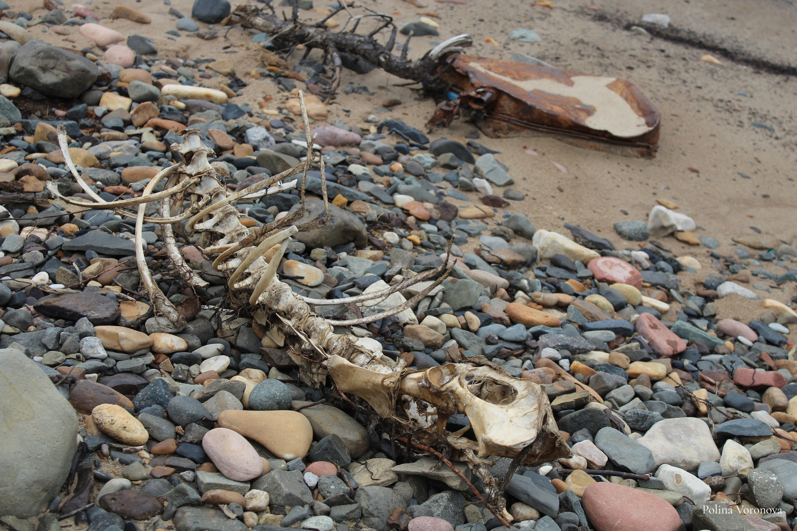 Хатанга и Русское Географическое общество 2024. Хорошая экспедиция