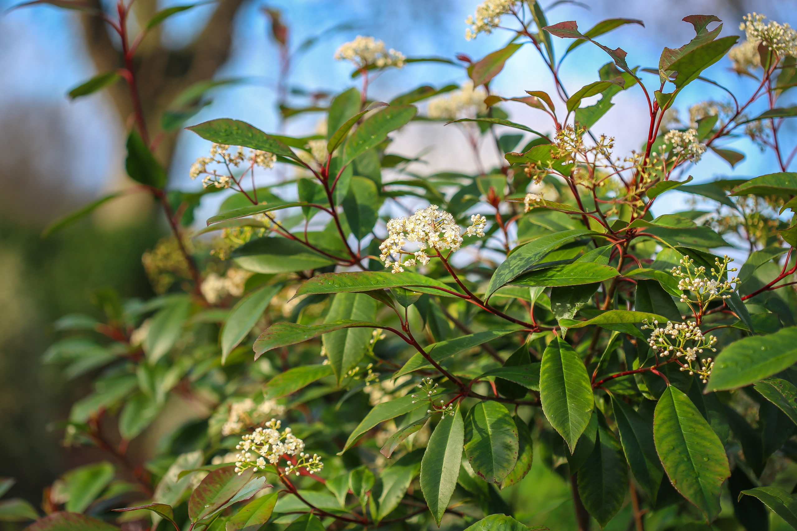 Англия: Лондон цветущий. Дарья Письменюк / Darya Leitstern — фотограф, музыкант, журналист, путешественник