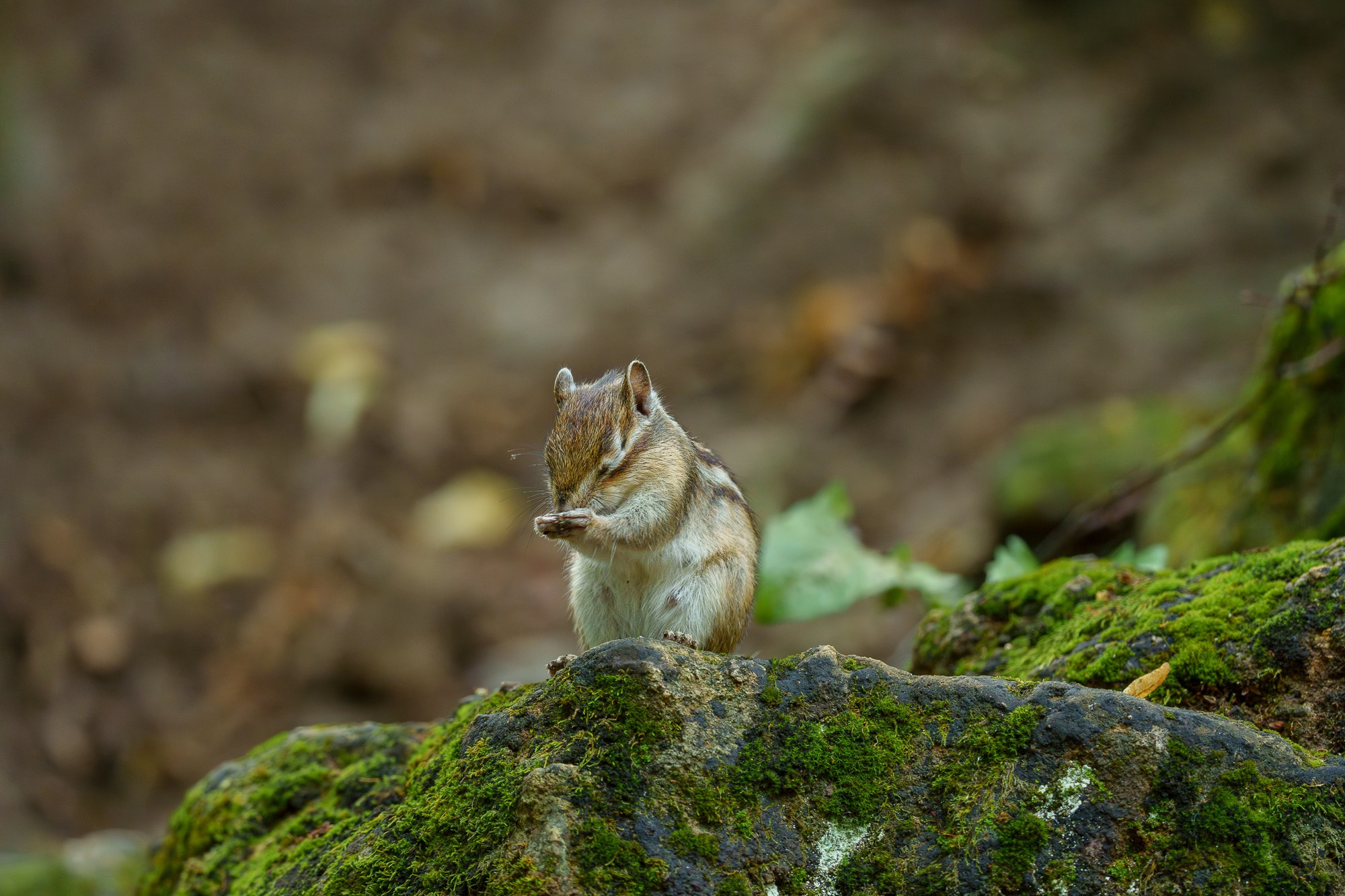 Животные. Ваш личный фотограф Марина Волкова