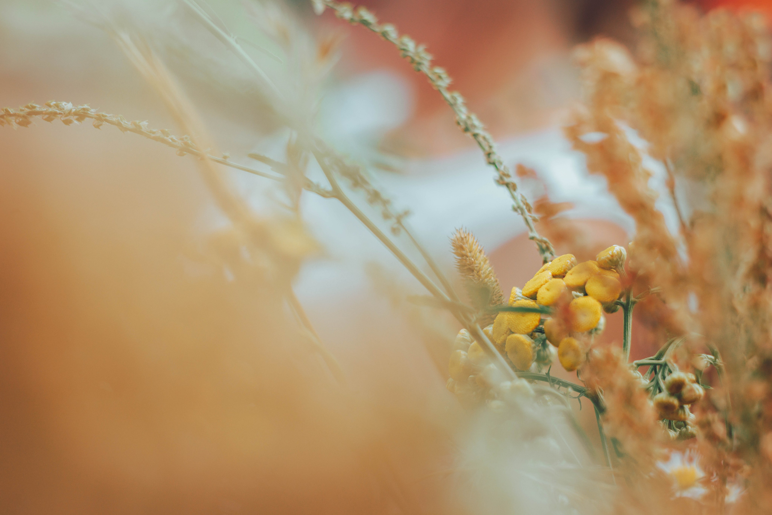 ECSTATIC WHITE |2024. Фотограф Аннё| Москва