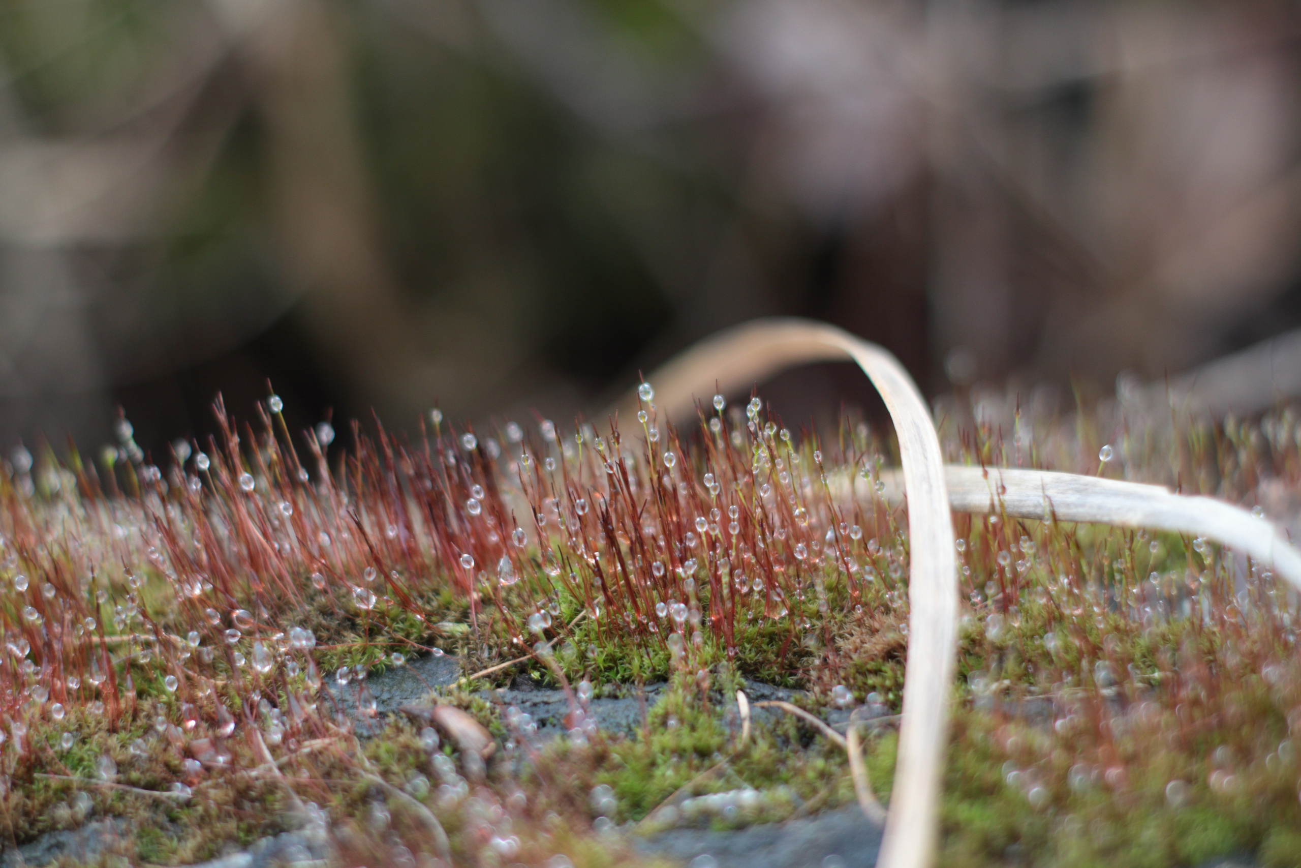 Старое природное, отбирала Katamount (Катерина Горохова). Главная