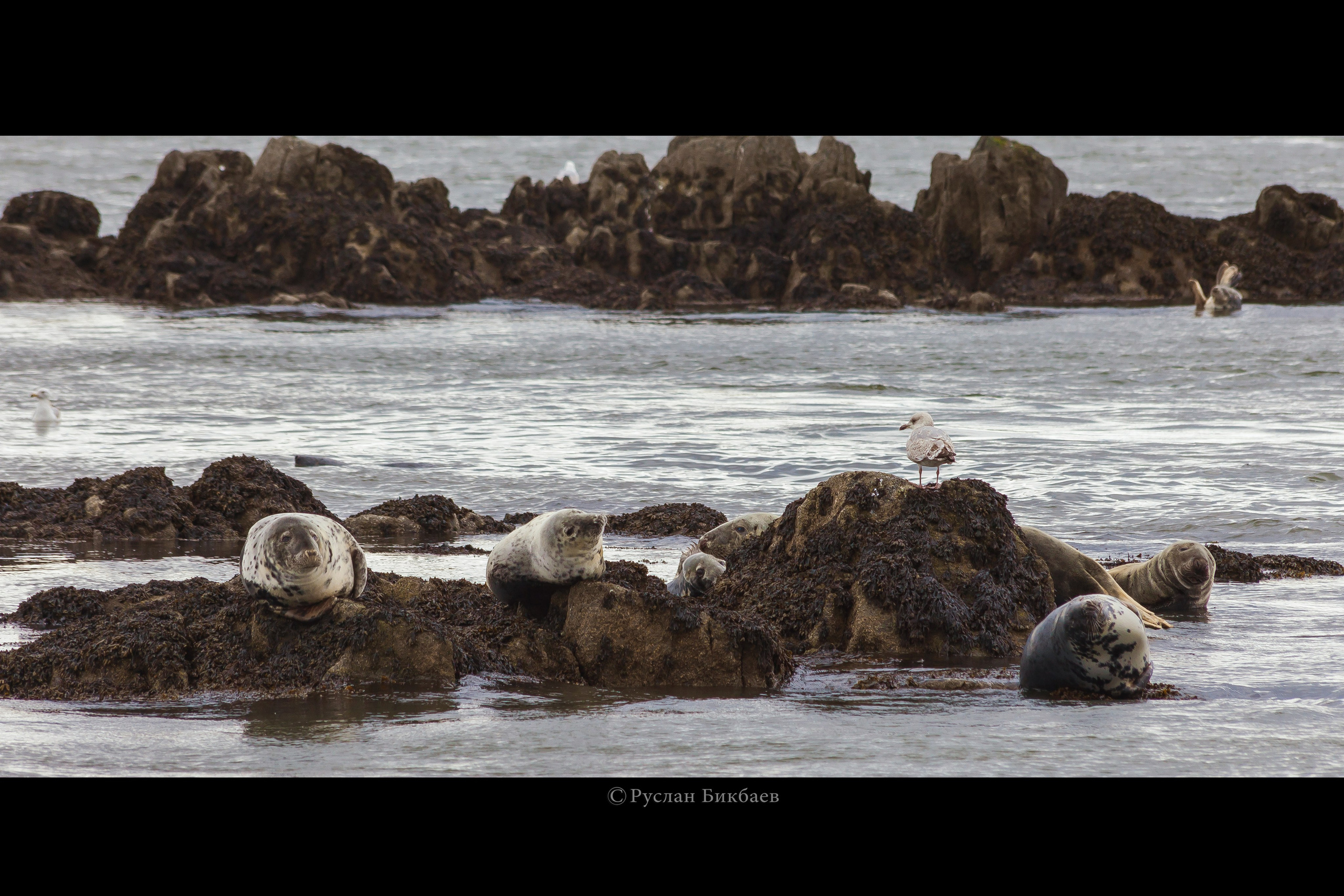 ШОНТЛАДНИЯ / SCOTLAND. Главная