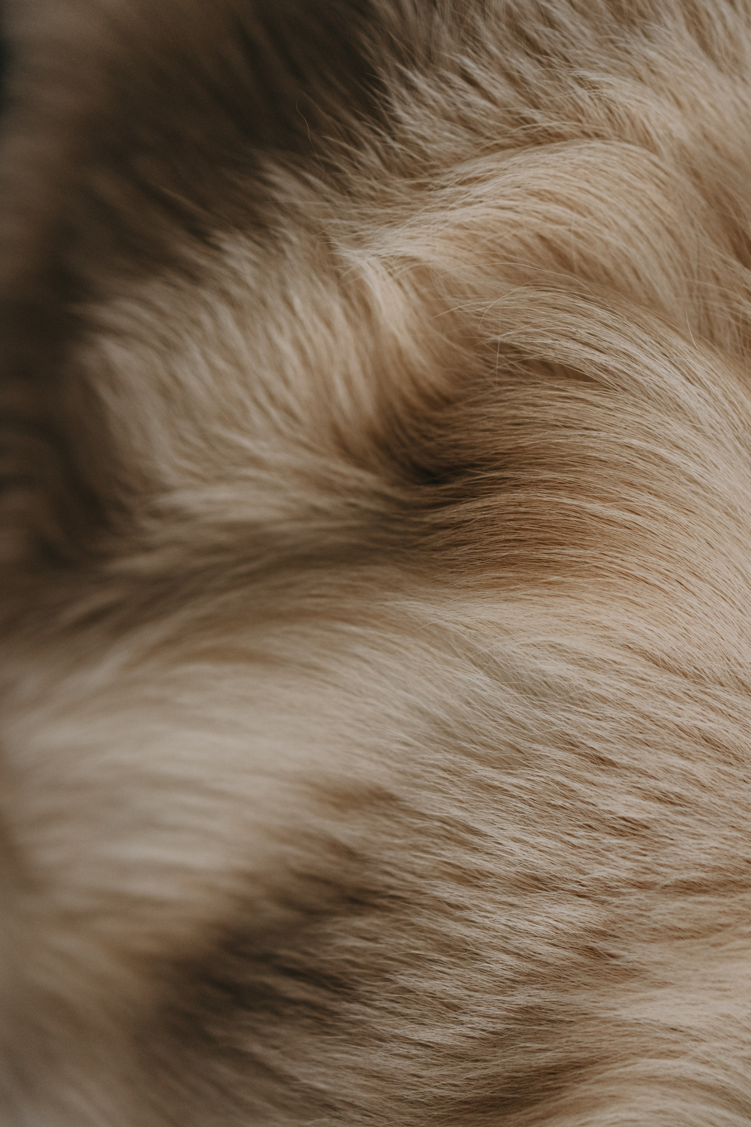 Лаки и его семья. Фотограф — Анималист | Санкт-Петербург