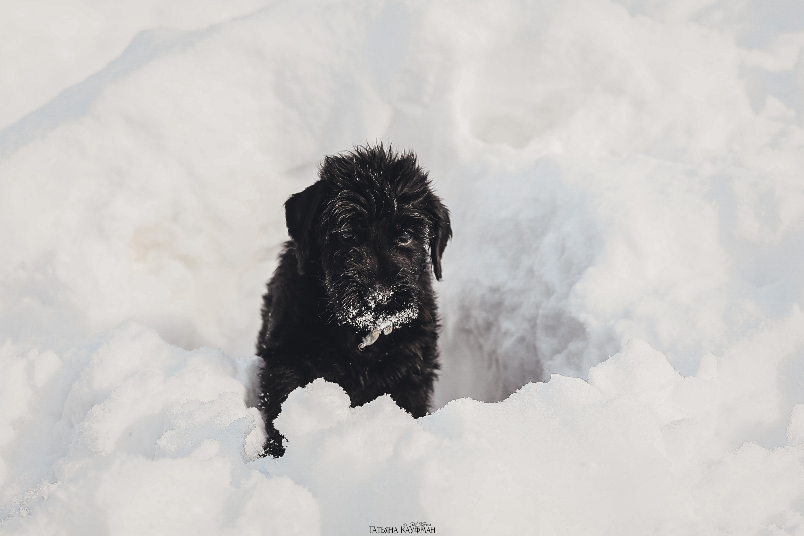 Ризеншнауцер, щенки ризеншнауцера, купить ризеншнауцера, купить щенка, ризеншнауцер Новосибирск, фотосъемка щенков, фотосессия собак, заказать фотосессию, фотографии щенков, сфотографировать щенка, фотограф Анималист, фотограф собак Новосибирск, фотограф анималист Новосибирск