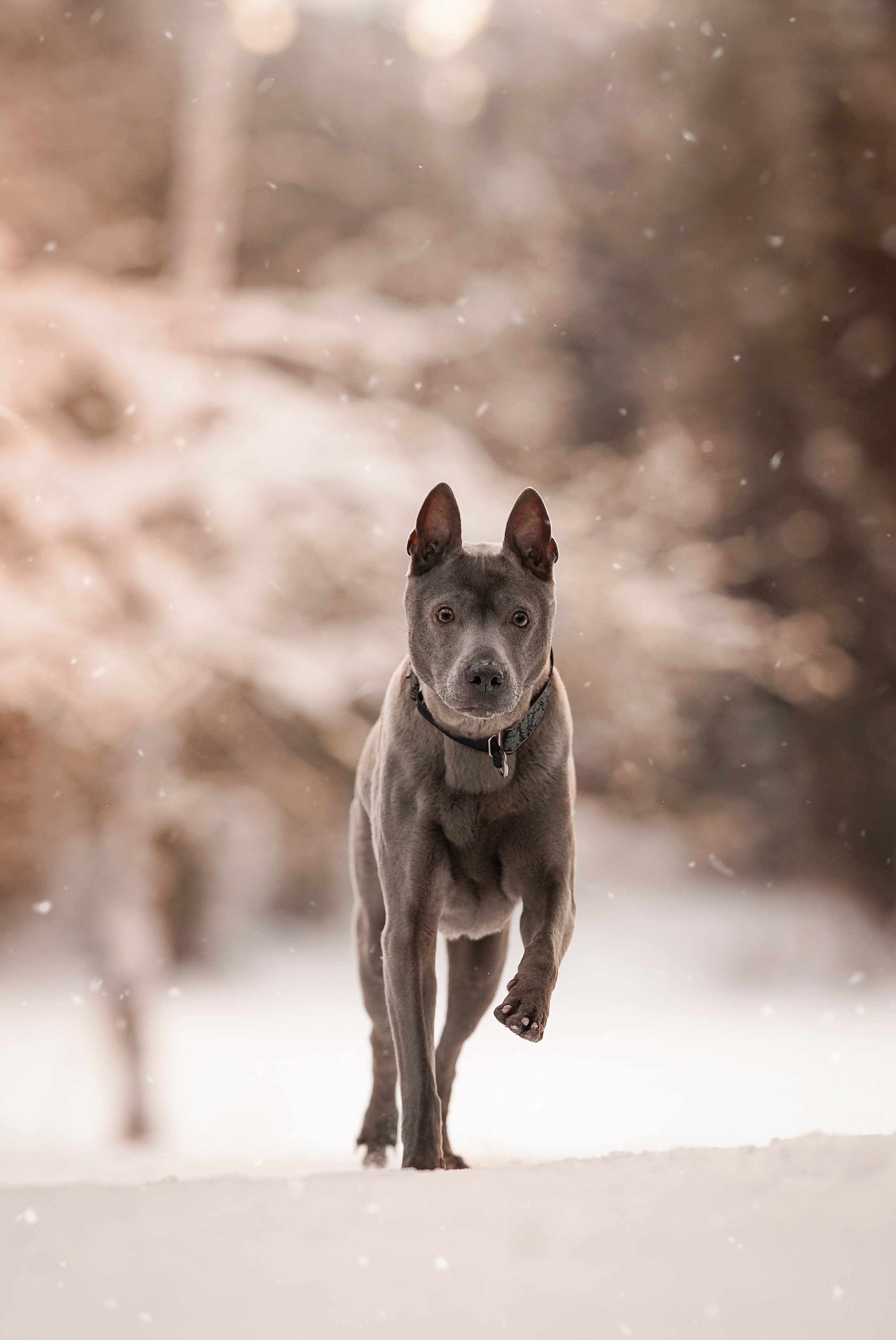 Даша Илья Вениамина и Мэдиссон. Фотограф-анималист в Санкт-Петербурге Яна Мартынова
