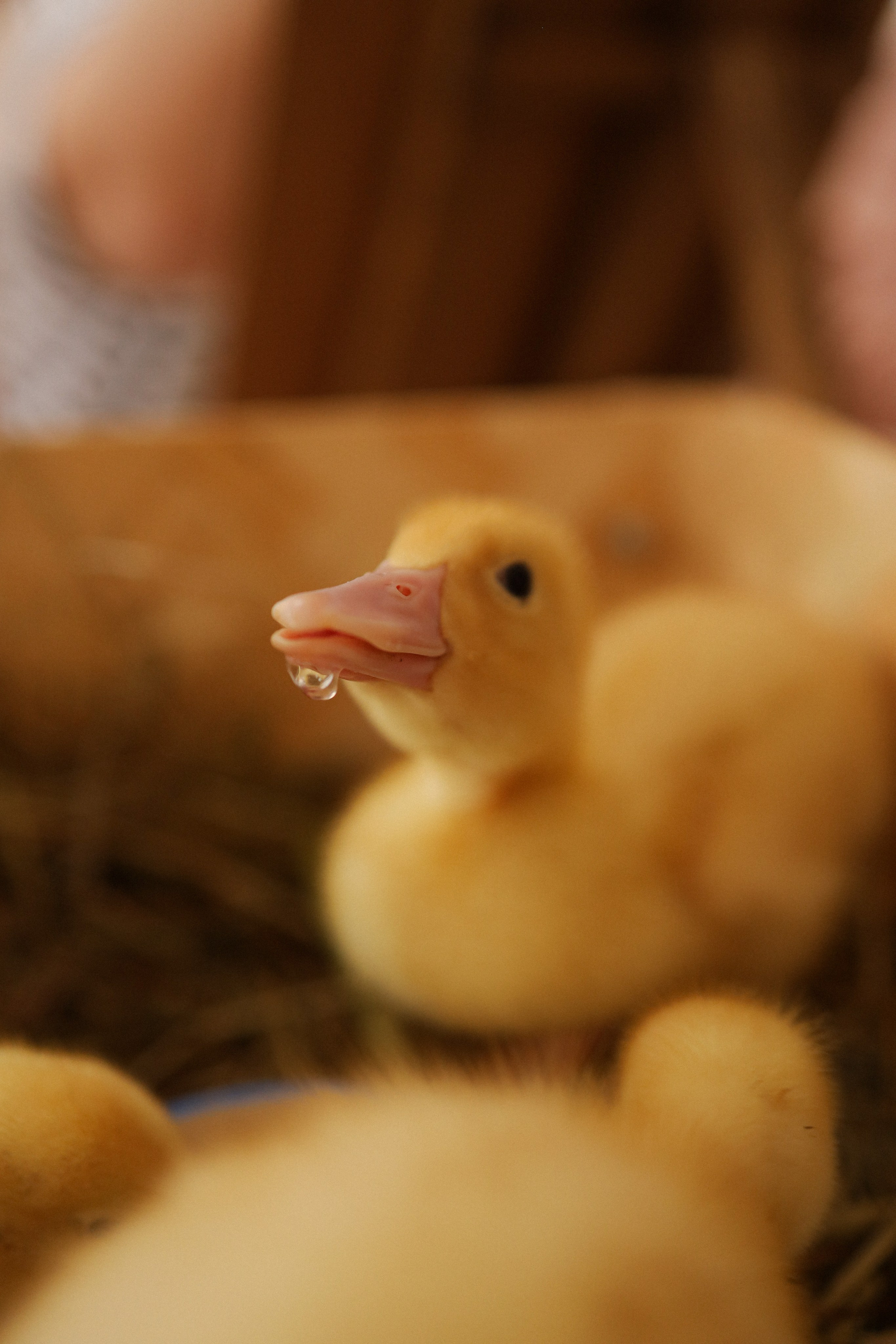 Мк Акварель (рисуем с натуры). Анастасия Ракчеева Художник