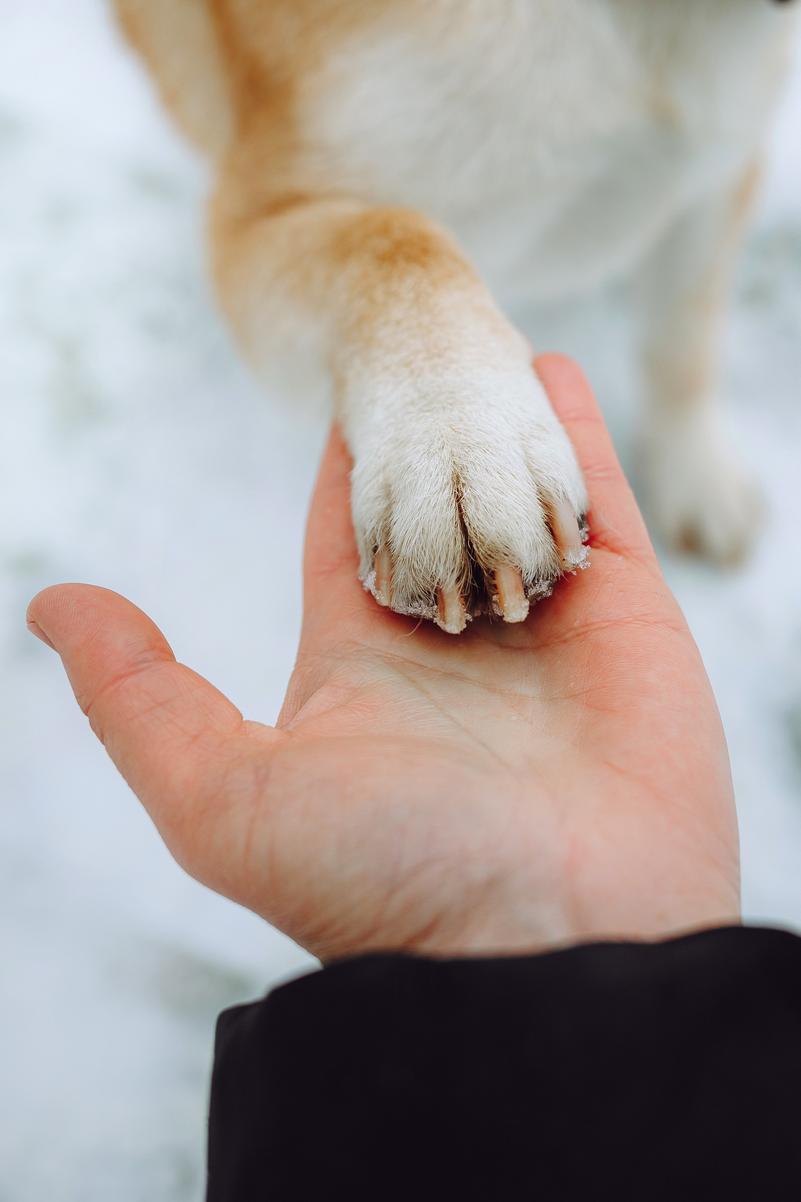 Как я выбираю, на какой объектив снимать животных?