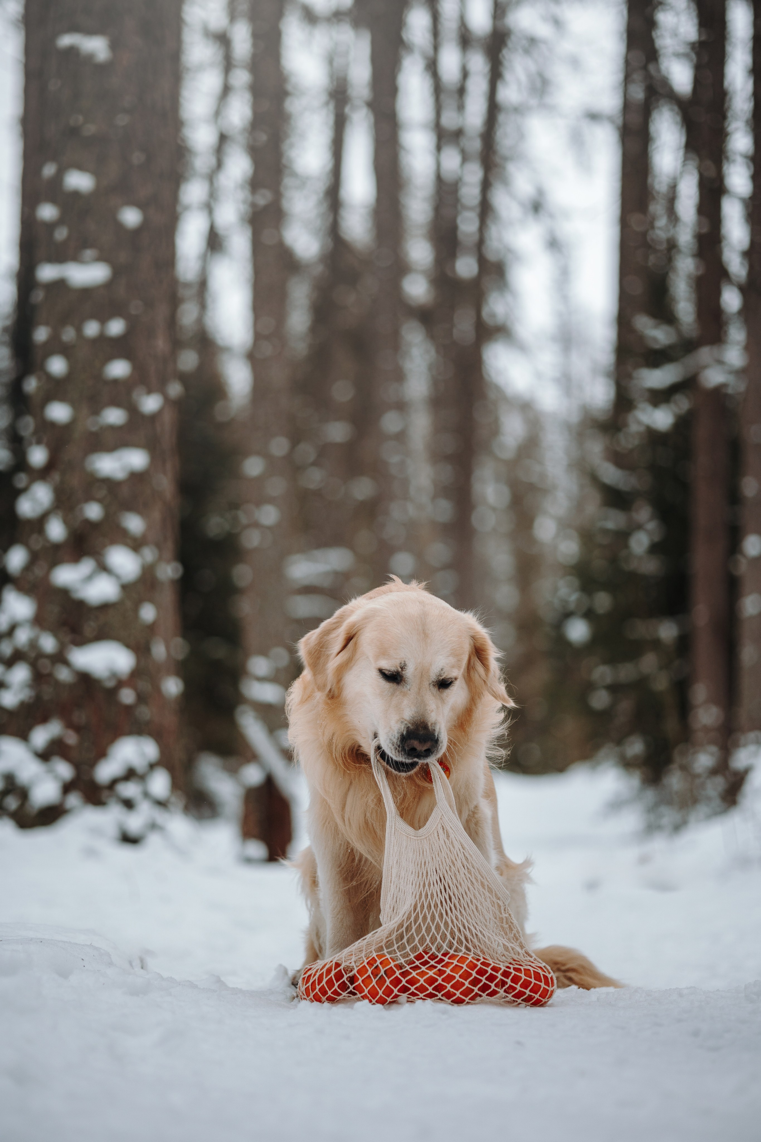 Вика и Лёва. Фотограф — Анималист | Санкт-Петербург