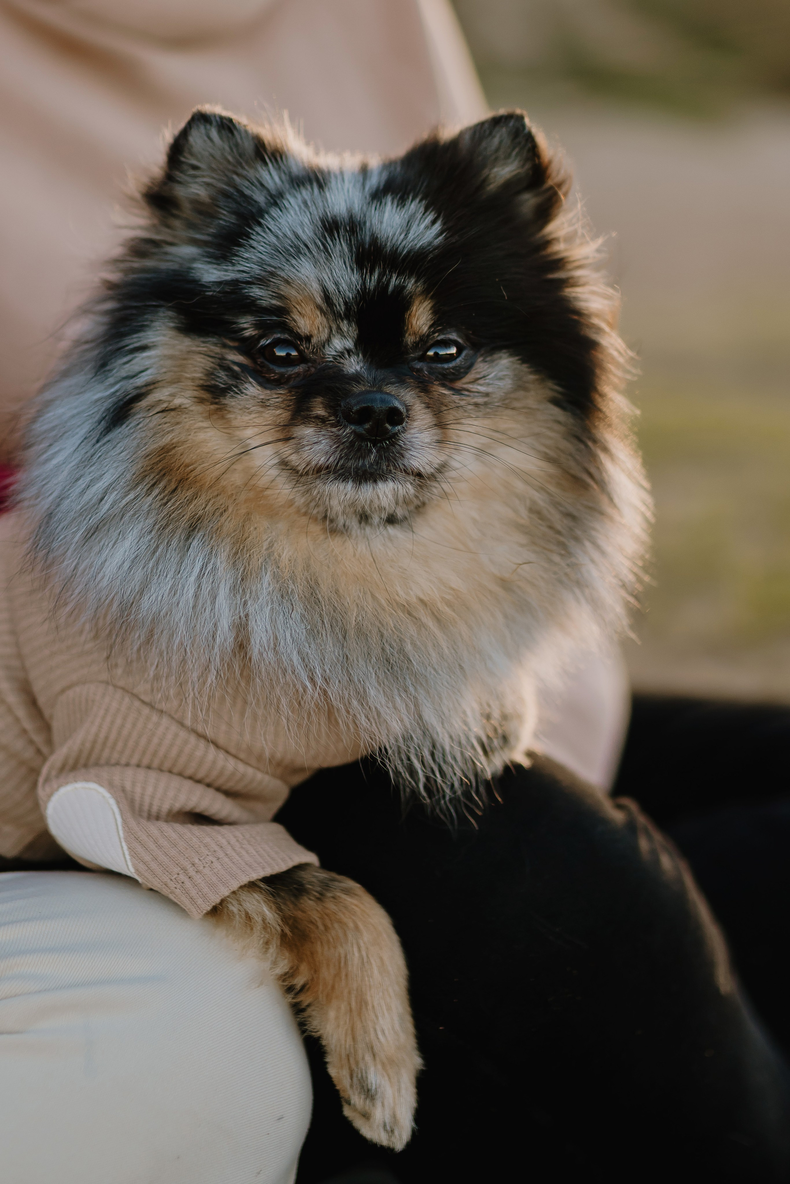 Семейная фотосессия с двумя собаками на закате. Фотограф анималист в Спб недорого Олеся Майорова