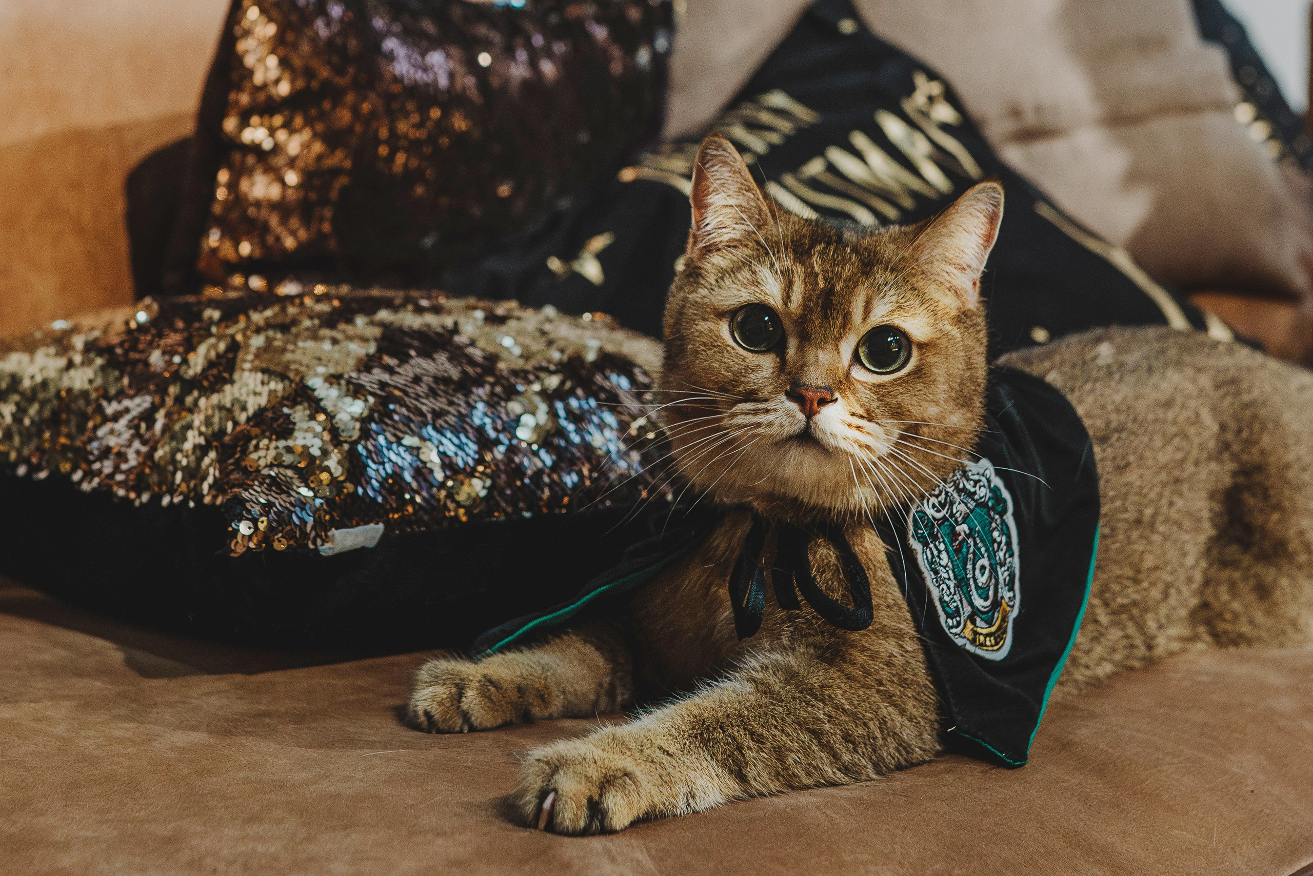 Аня, Андуин и Тесс. Фотограф анималист в Спб недорого Олеся Майорова