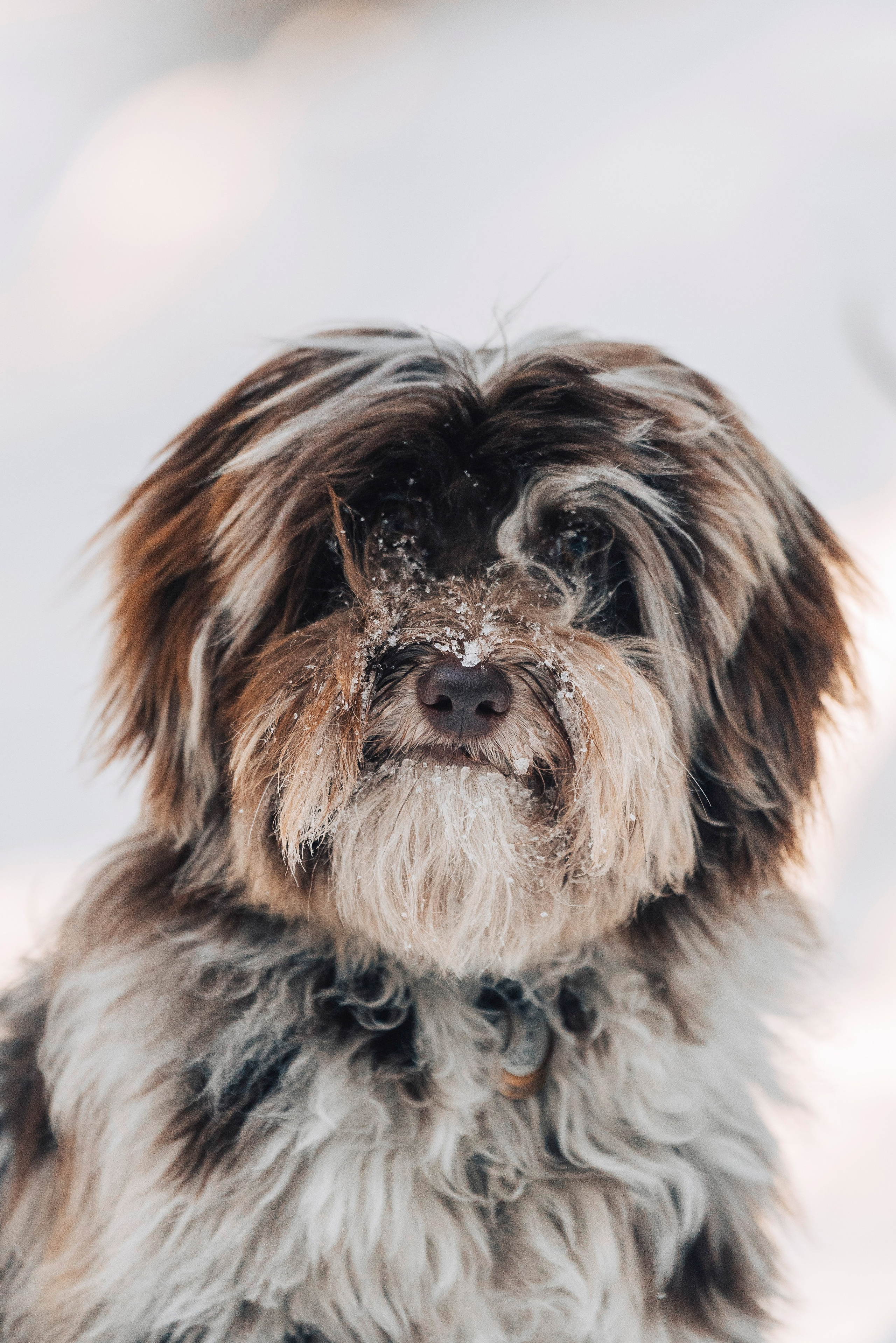 Хэйзел и её семья. Фотограф анималист в Спб недорого Олеся Майорова