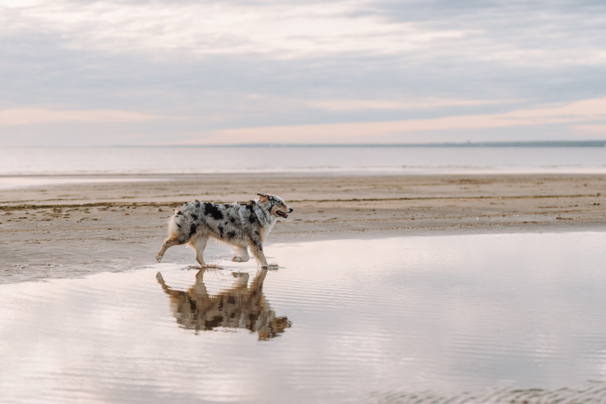 Фотограф анималист в Спб. Фотограф анималист в Спб недорого Олеся Майорова