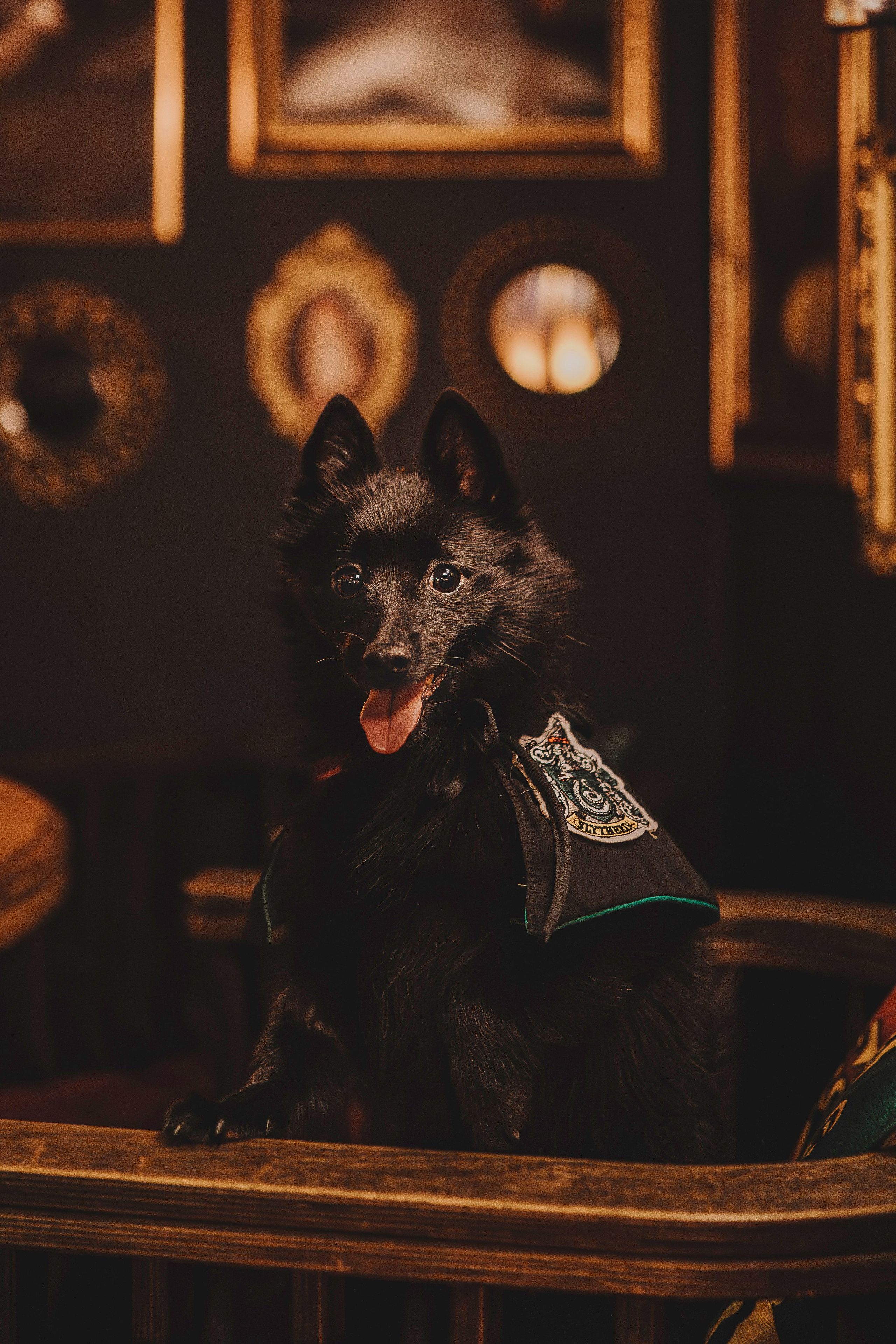 Аня, Андуин и Тесс. Фотограф анималист в Спб недорого Олеся Майорова