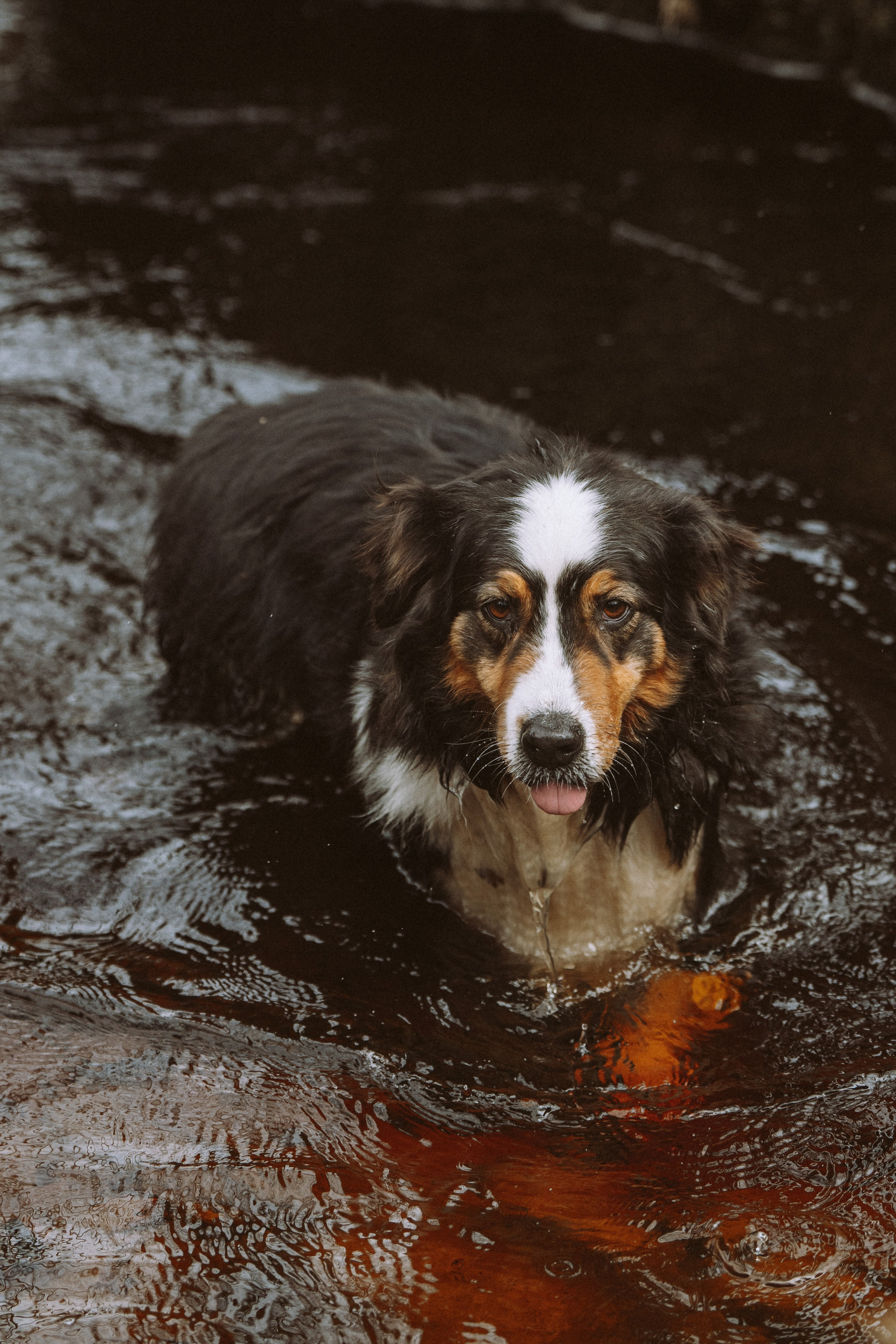 Дог трекинг к финскому хутору. Фотограф анималист в Спб недорого Олеся Майорова