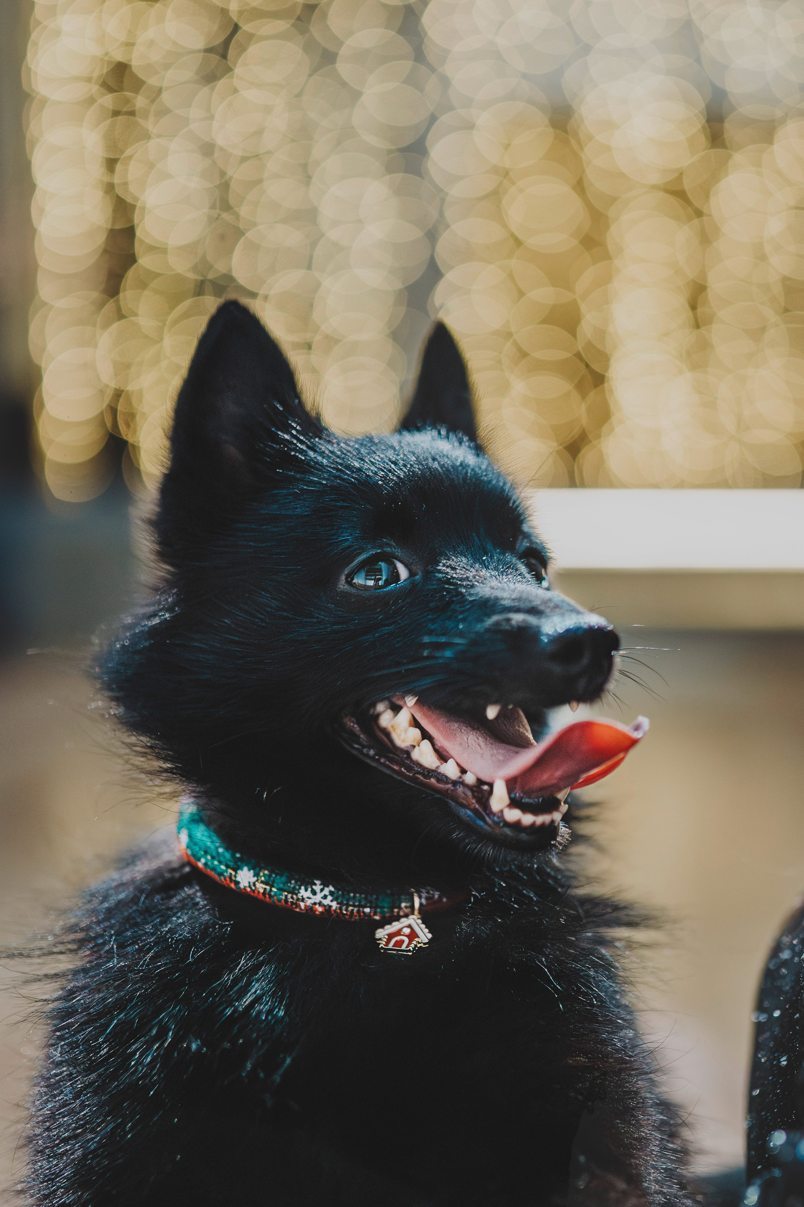 Аня, Андуин и Тесс. Фотограф анималист в Спб недорого Олеся Майорова