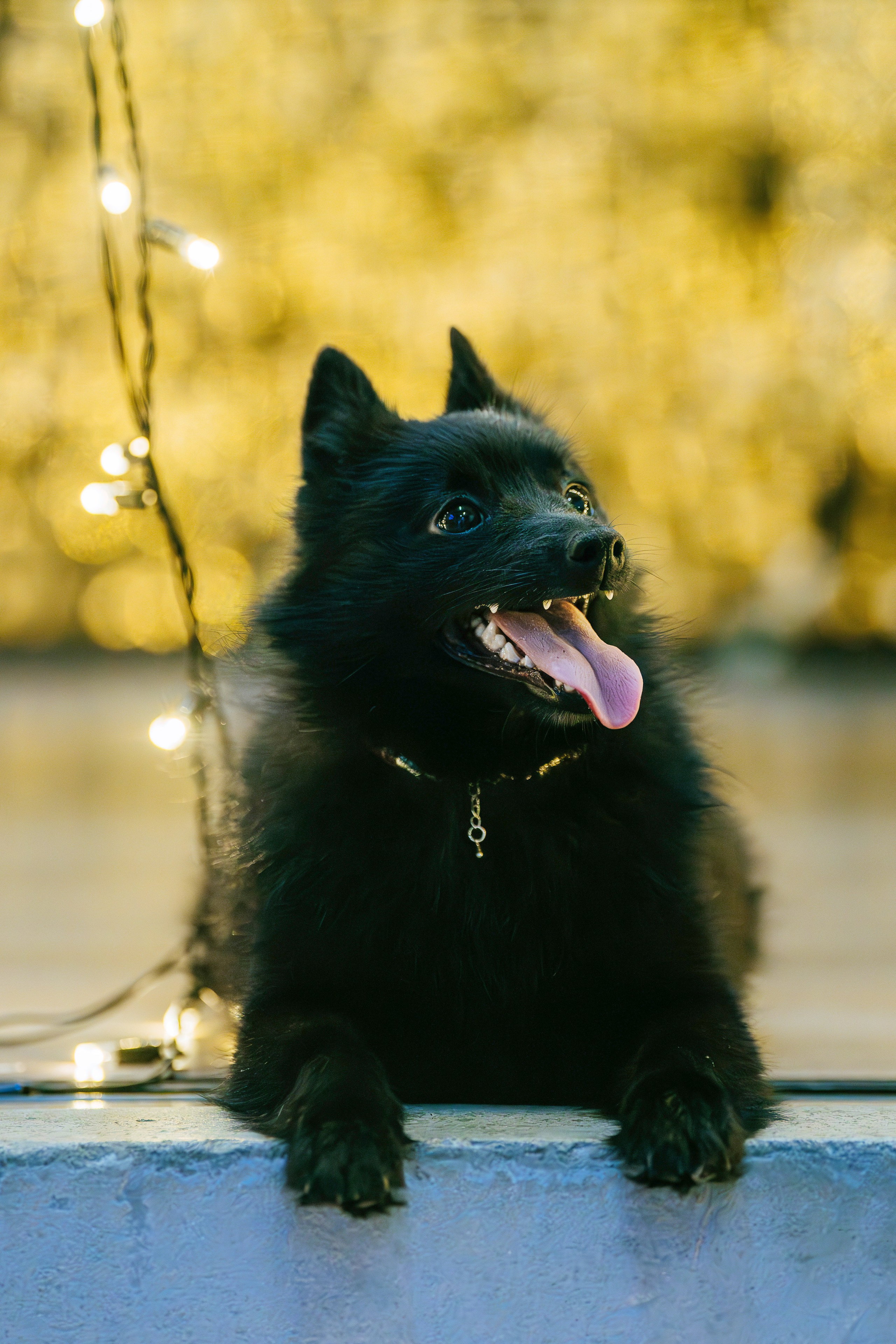 Аня, Андуин и Тесс. Фотограф анималист в Спб недорого Олеся Майорова