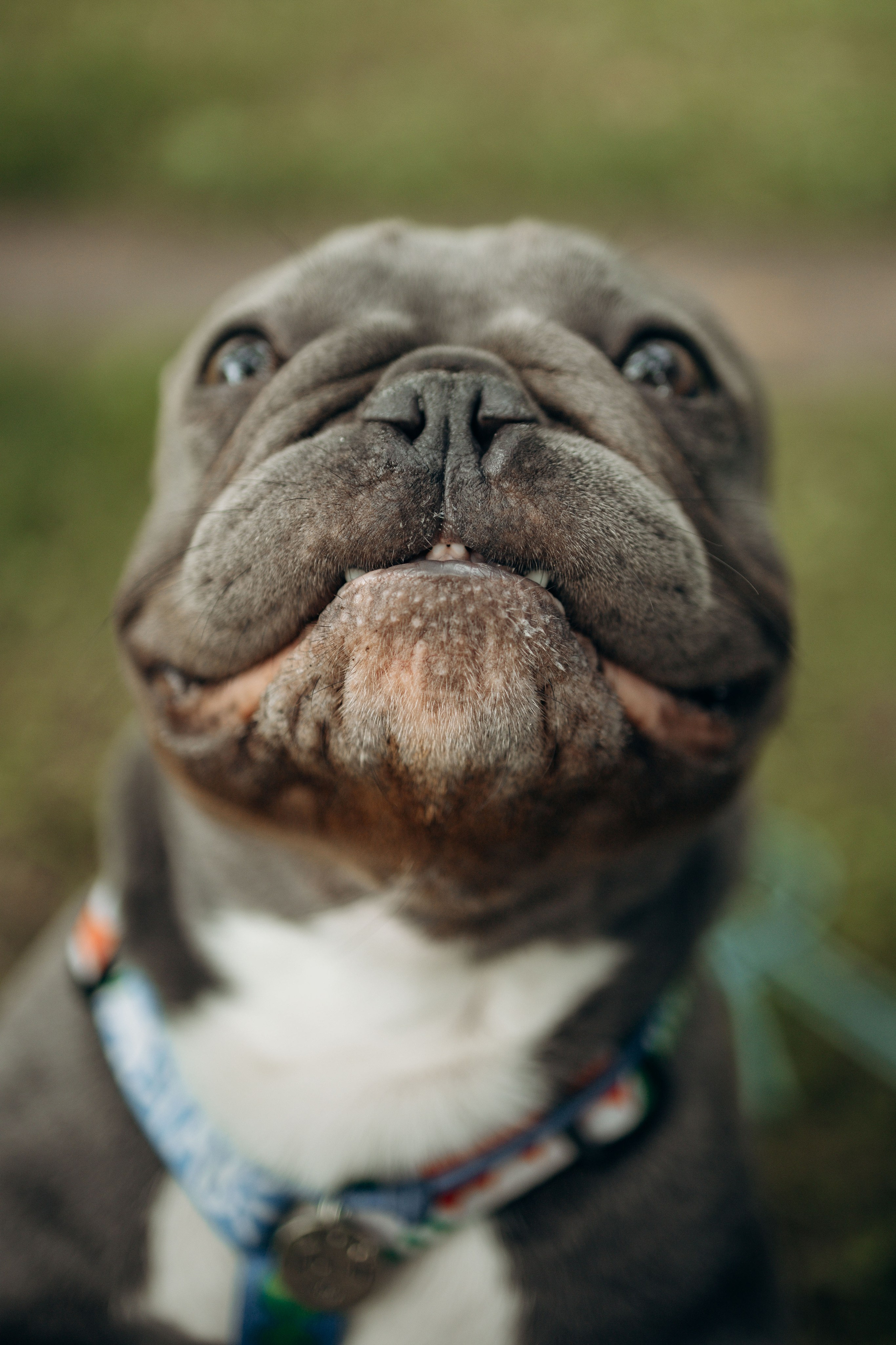 Грей и его семья