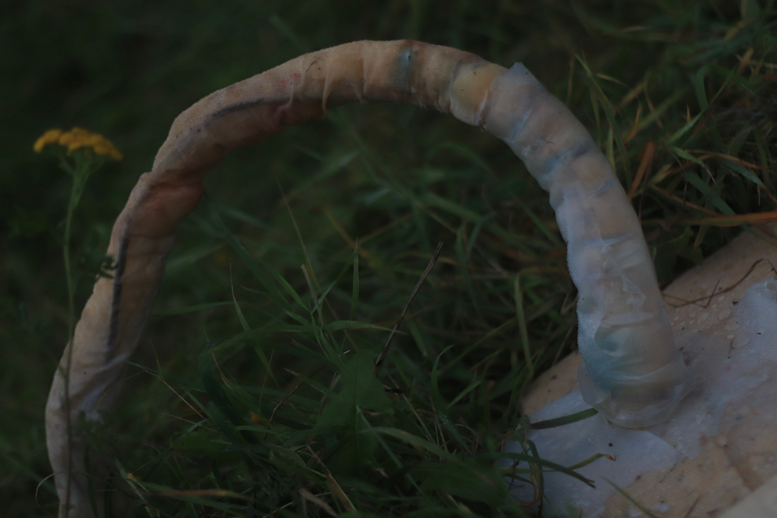 Эволюция непрерывно идет под знаком приспособления: инсталляция. Художница Софья Григорьева