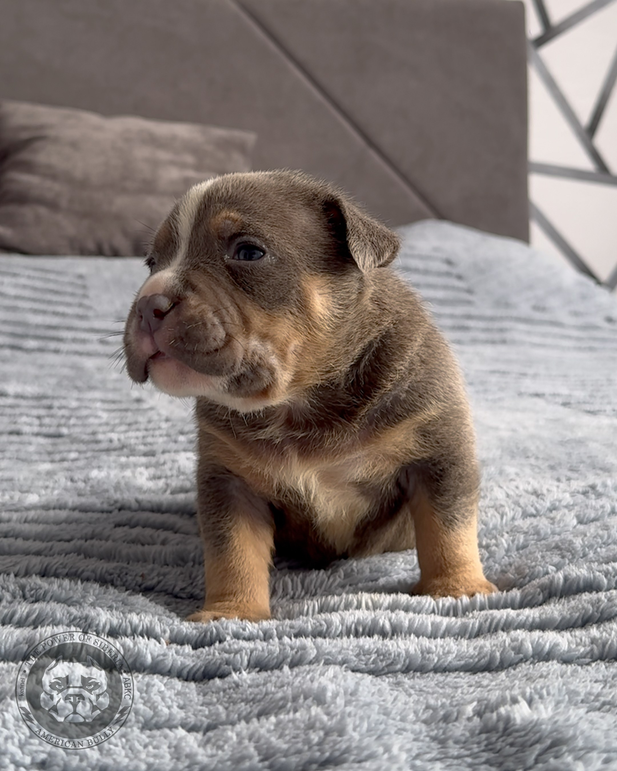 Свободные щенки Американский Булли стандарт и Свободные щенки Американский Булли классик. Американский Булли в г. Ростов-на-Дону. Питомник THE POWER OF SIBERIA