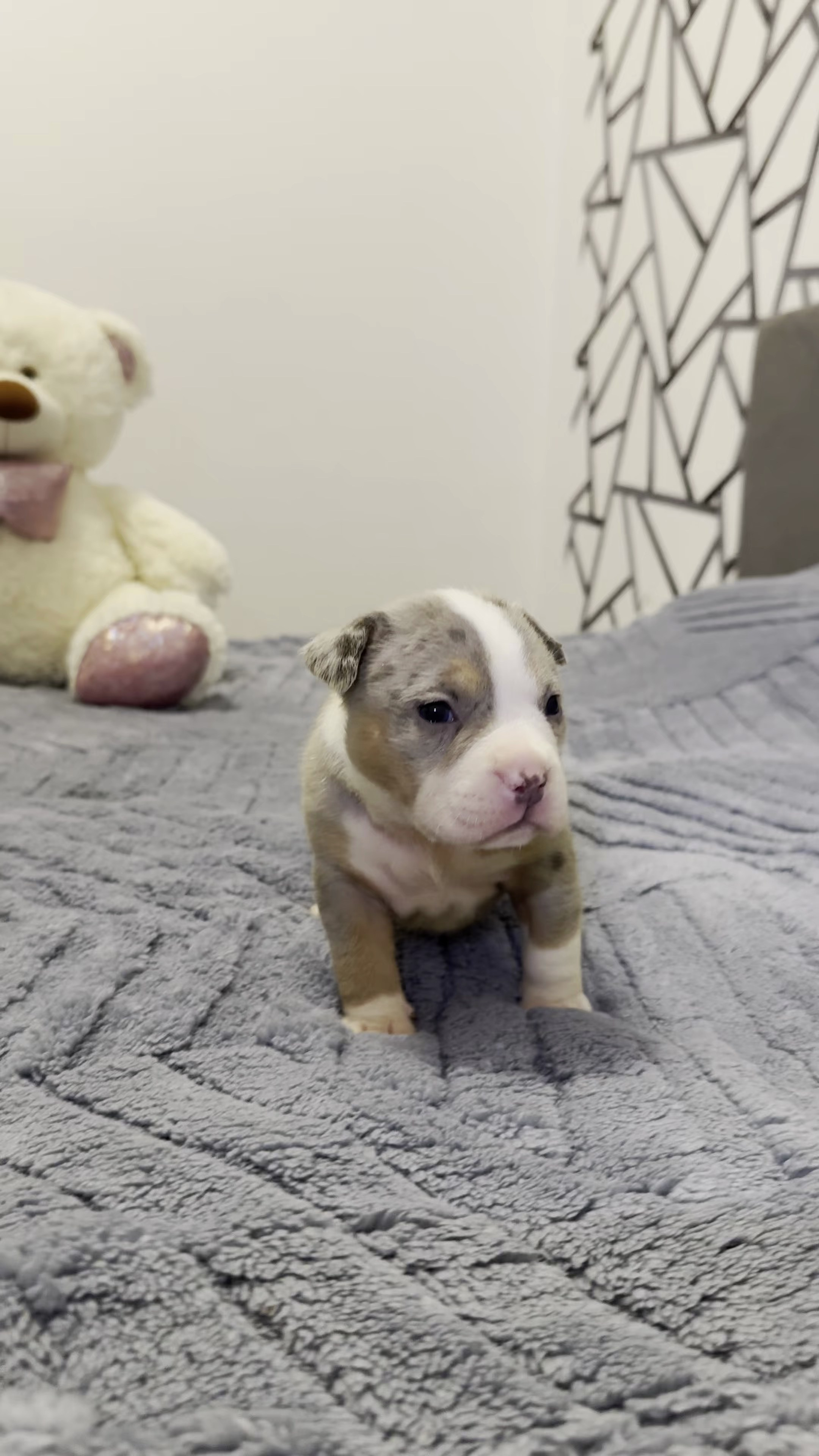 Свободные щенки Американский Булли, в типах покет, классик, стандарт. Американский Булли в г. Ростов-на-Дону. Питомник THE POWER OF SIBERIA