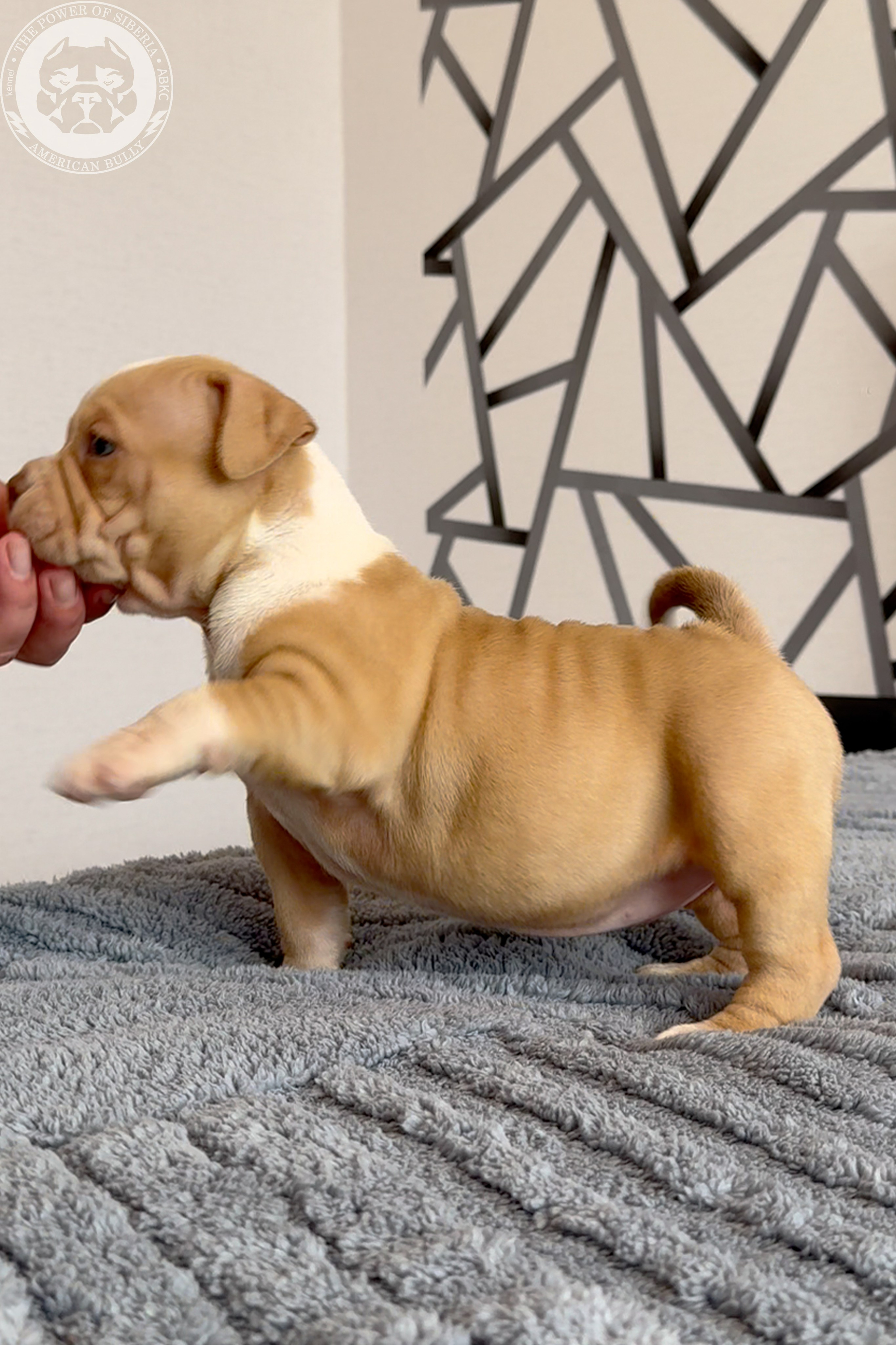 Свободные щенки Американский Булли, в типах покет, классик, стандарт. Американский Булли в г. Ростов-на-Дону. Питомник THE POWER OF SIBERIA