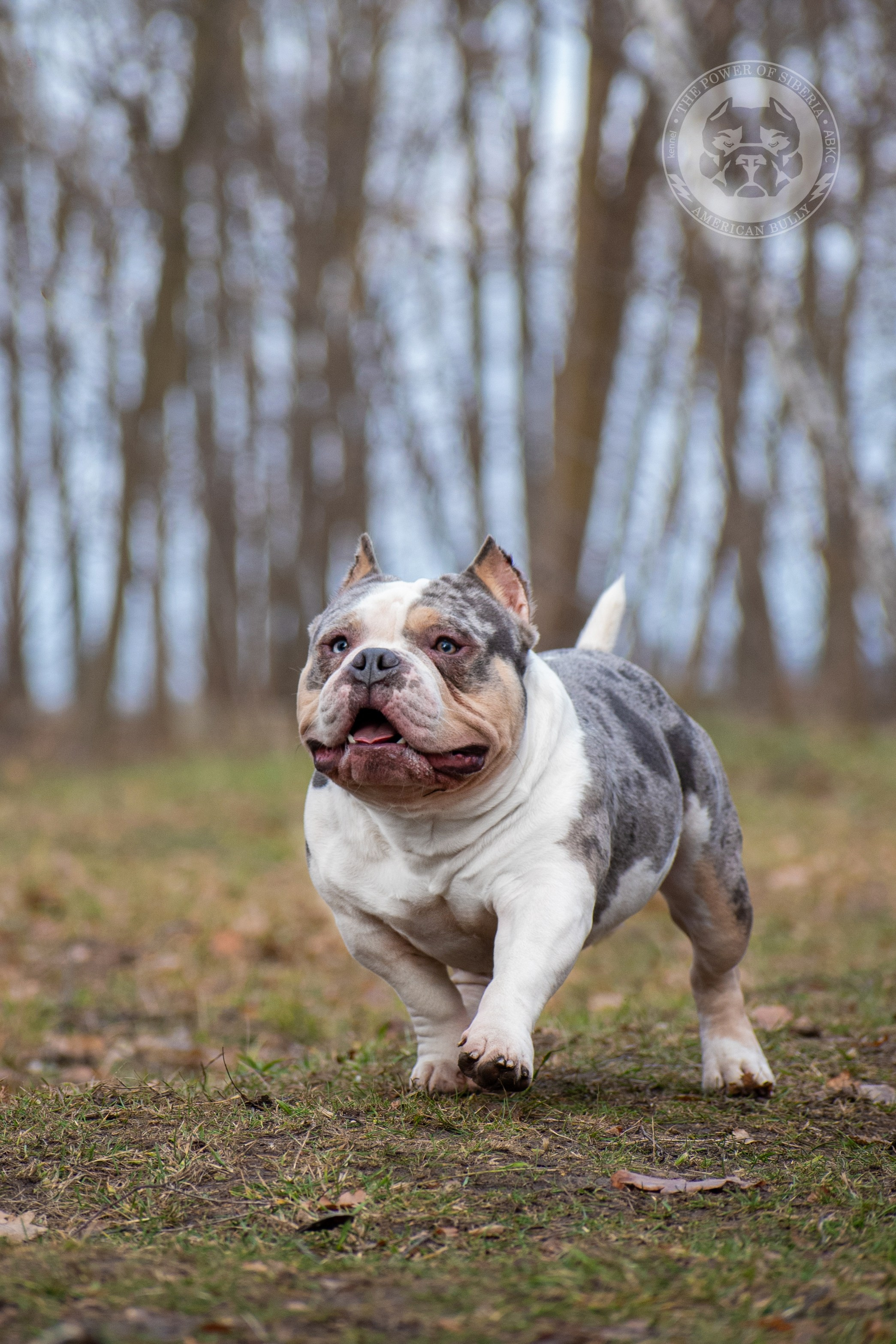 Январские фотографии Каспера (дубль). Американский Булли в г. Ростов-на-Дону. Питомник THE POWER OF SIBERIA