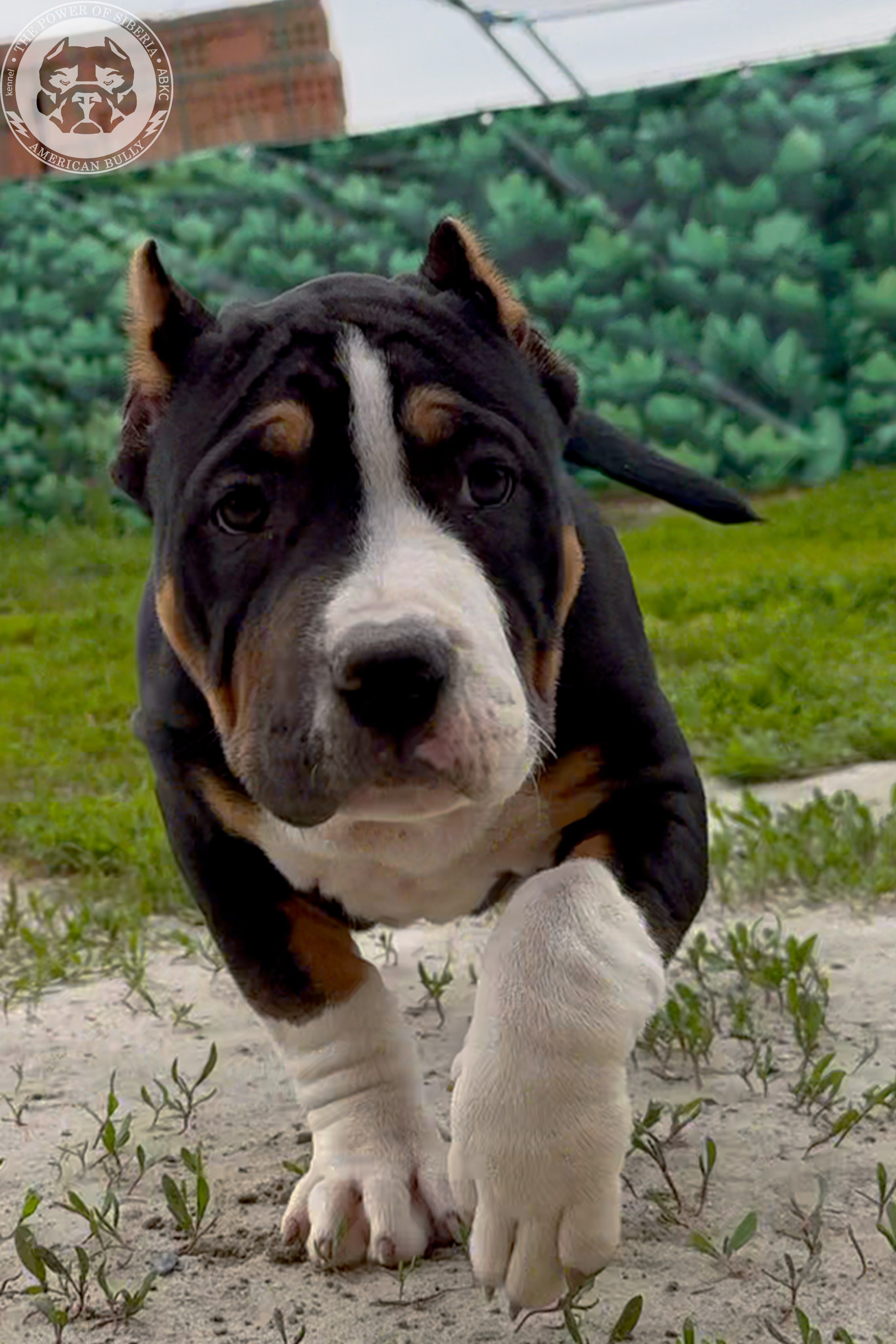 Свободные щенки Американский Булли, в типах покет, классик, стандарт. Американский Булли в г. Ростов-на-Дону. Питомник THE POWER OF SIBERIA