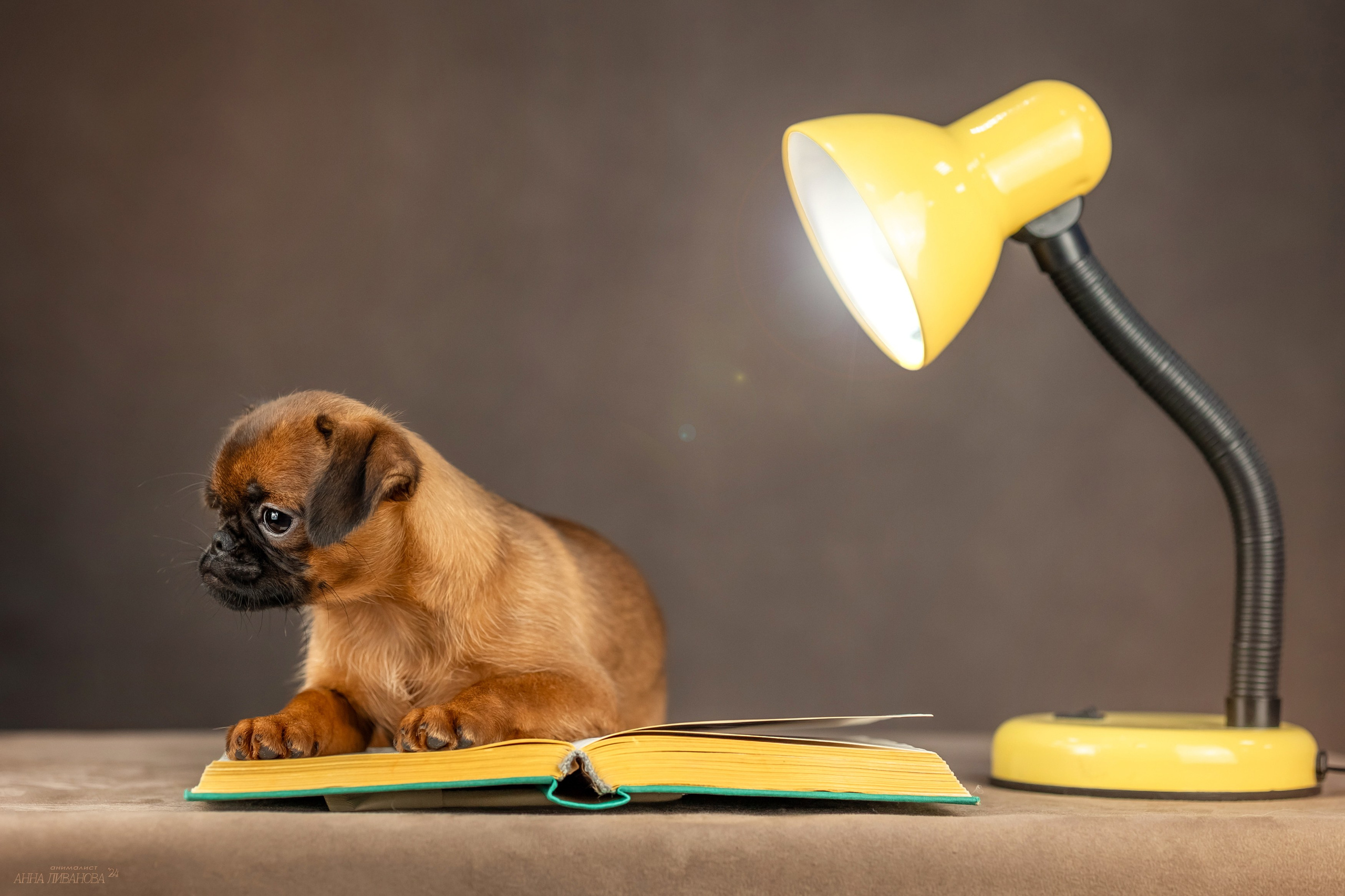 Гриффончики. Фотограф анималист Аня Ливанова | Рыбинск