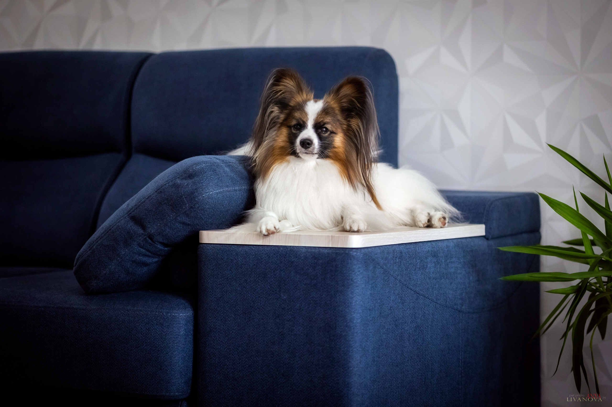 Хьюстон. Фотограф анималист Аня Ливанова | Рыбинск