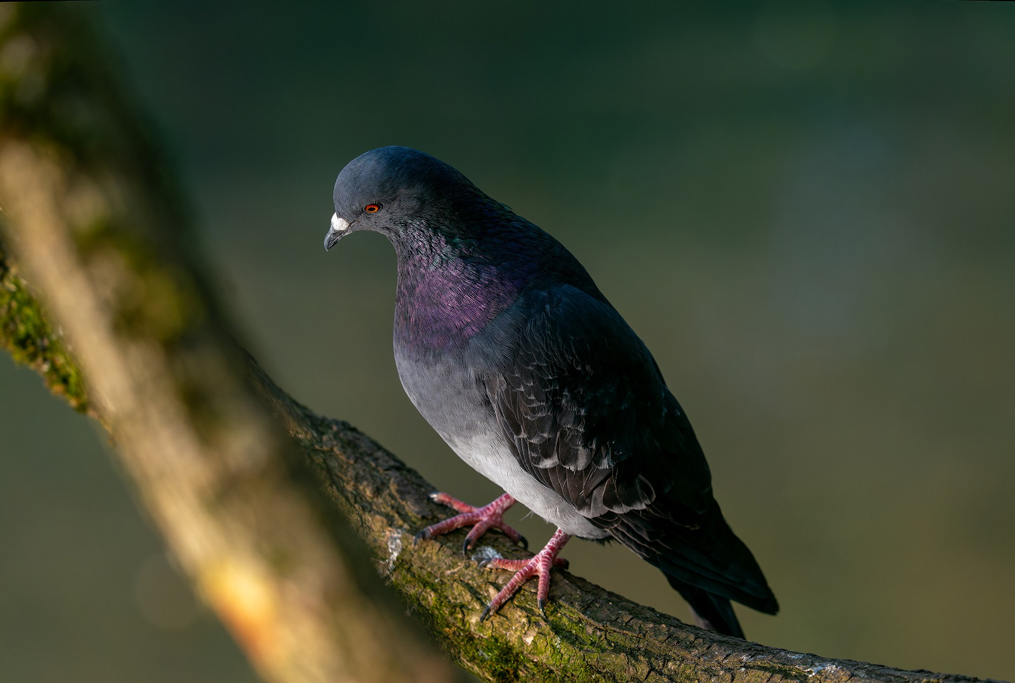 Удивительные мир птиц. Вокруг нас столько прекрасного — присмотритесь!. Ваш личный фотограф Марина Волкова