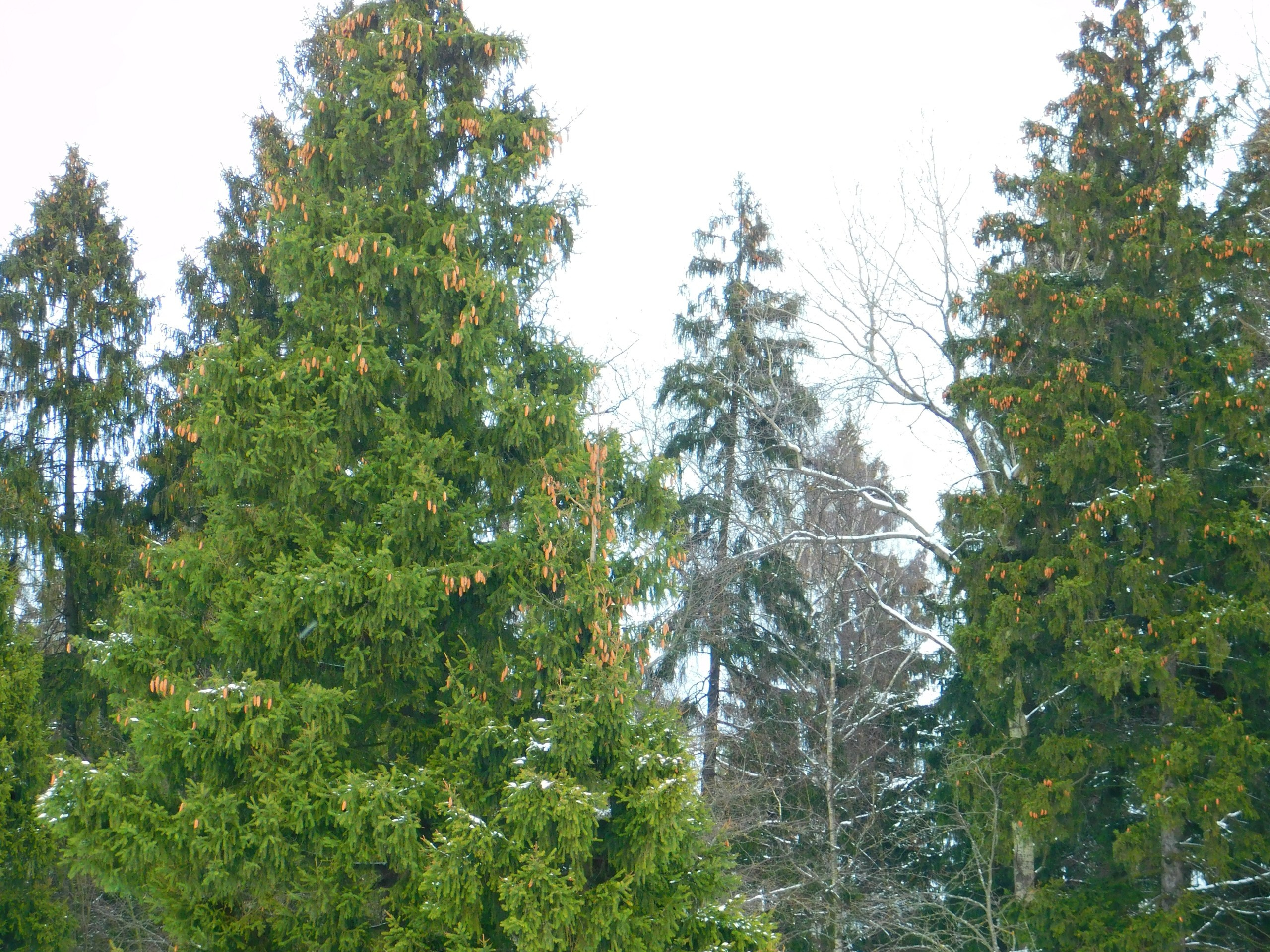 Зимний картинг | 30.01.2021. Галерея Фантим