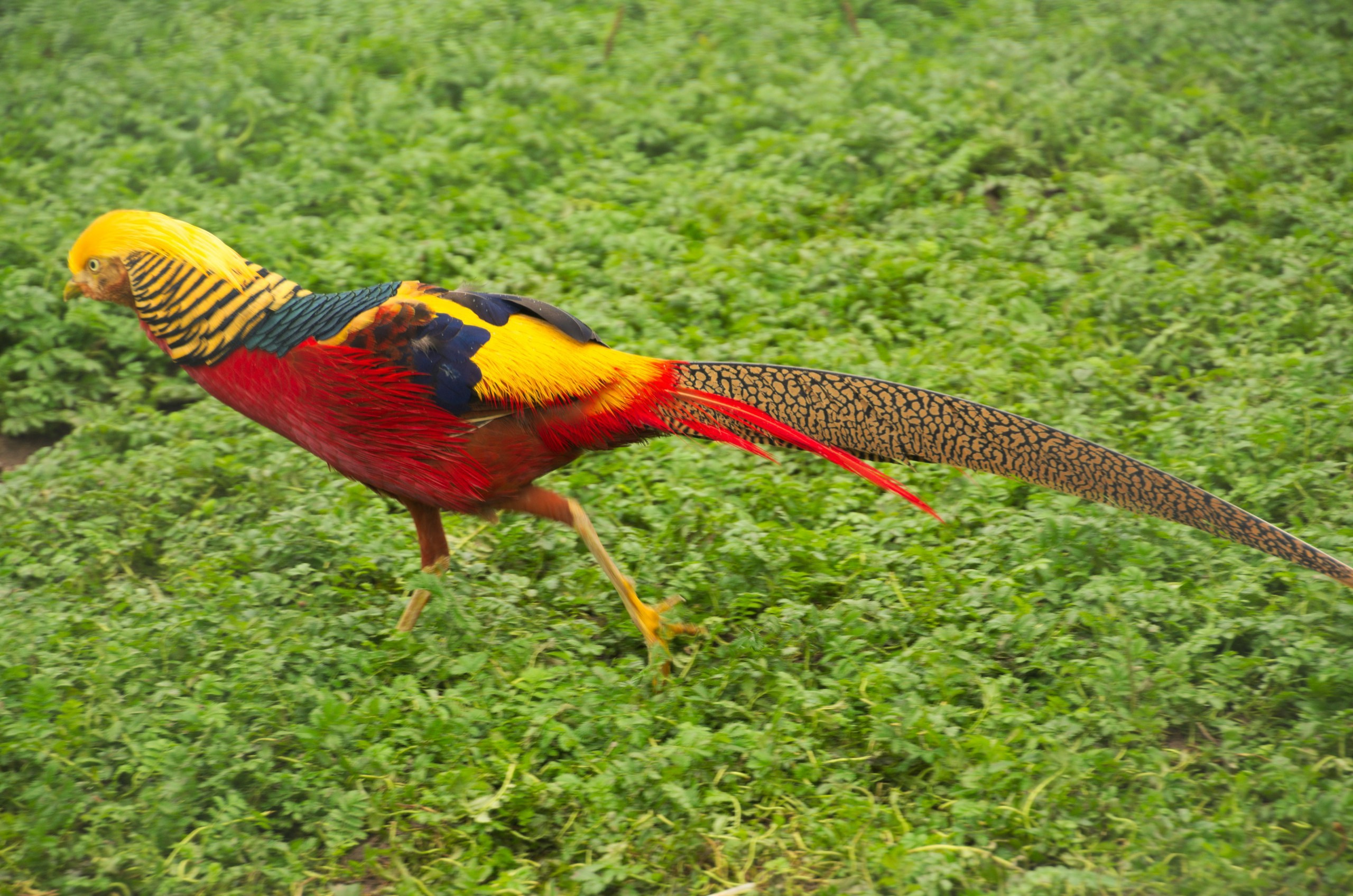 Боровск и парк птиц «Воробьи» | 17.09.2017. Галерея Фантим