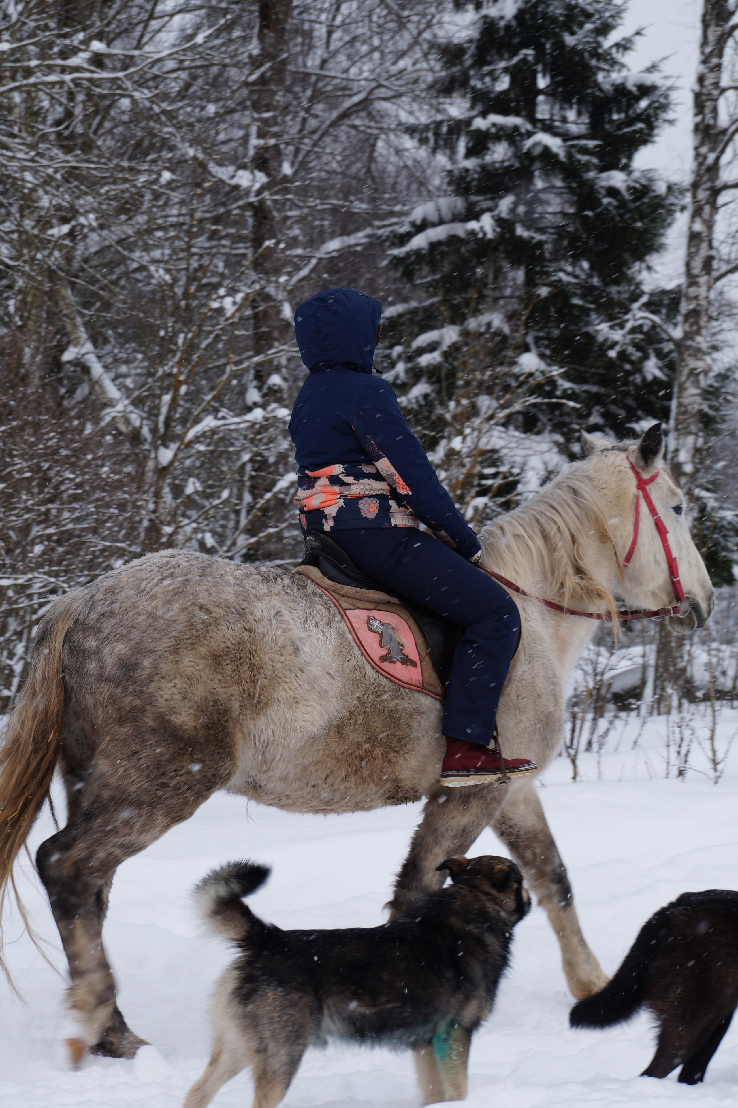 Лошадинг | 11.01.2026. Галерея Фантим