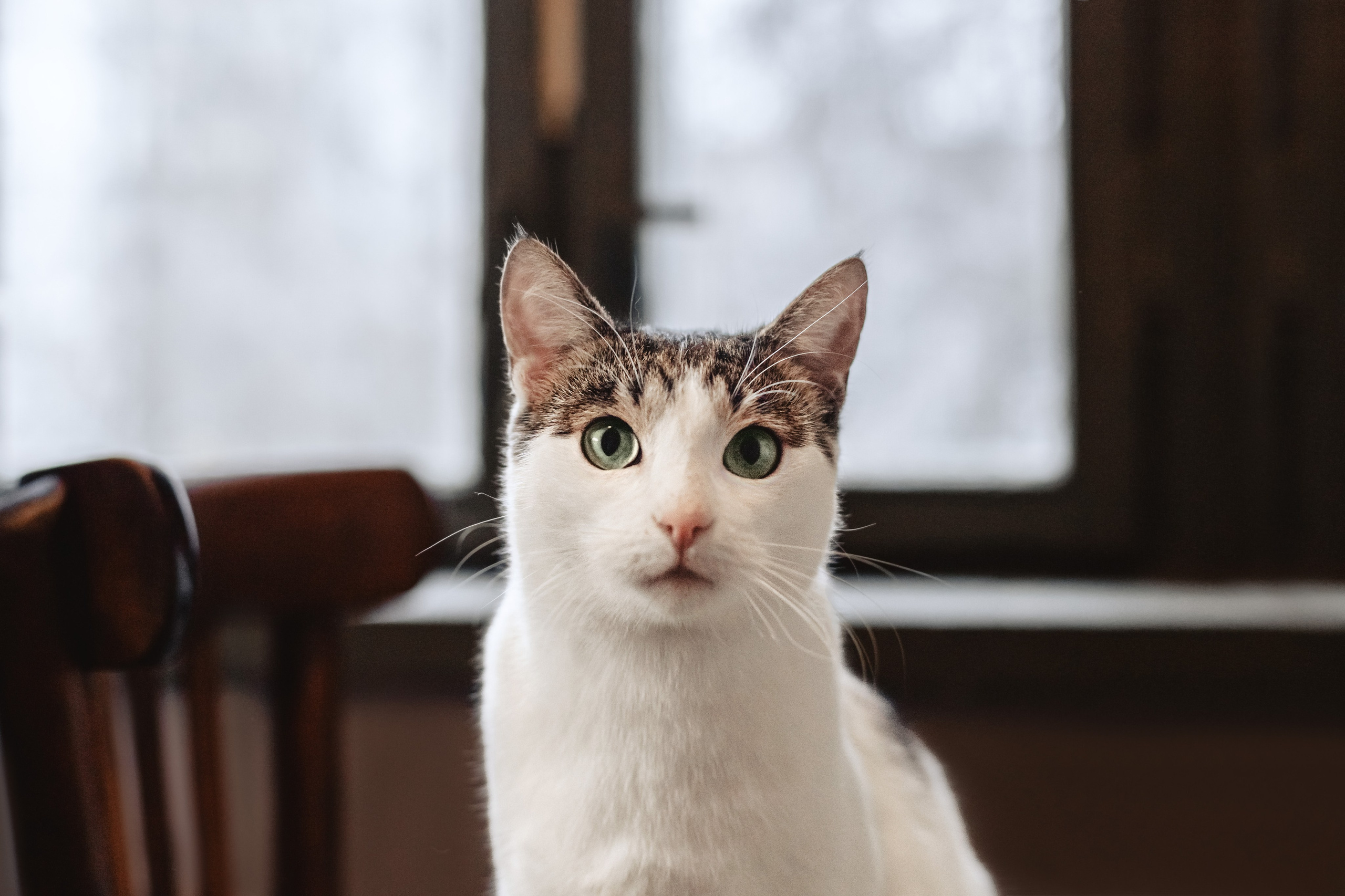 Кошки в поиске дома 2025. Фотограф-анималист Татьяна Степанова