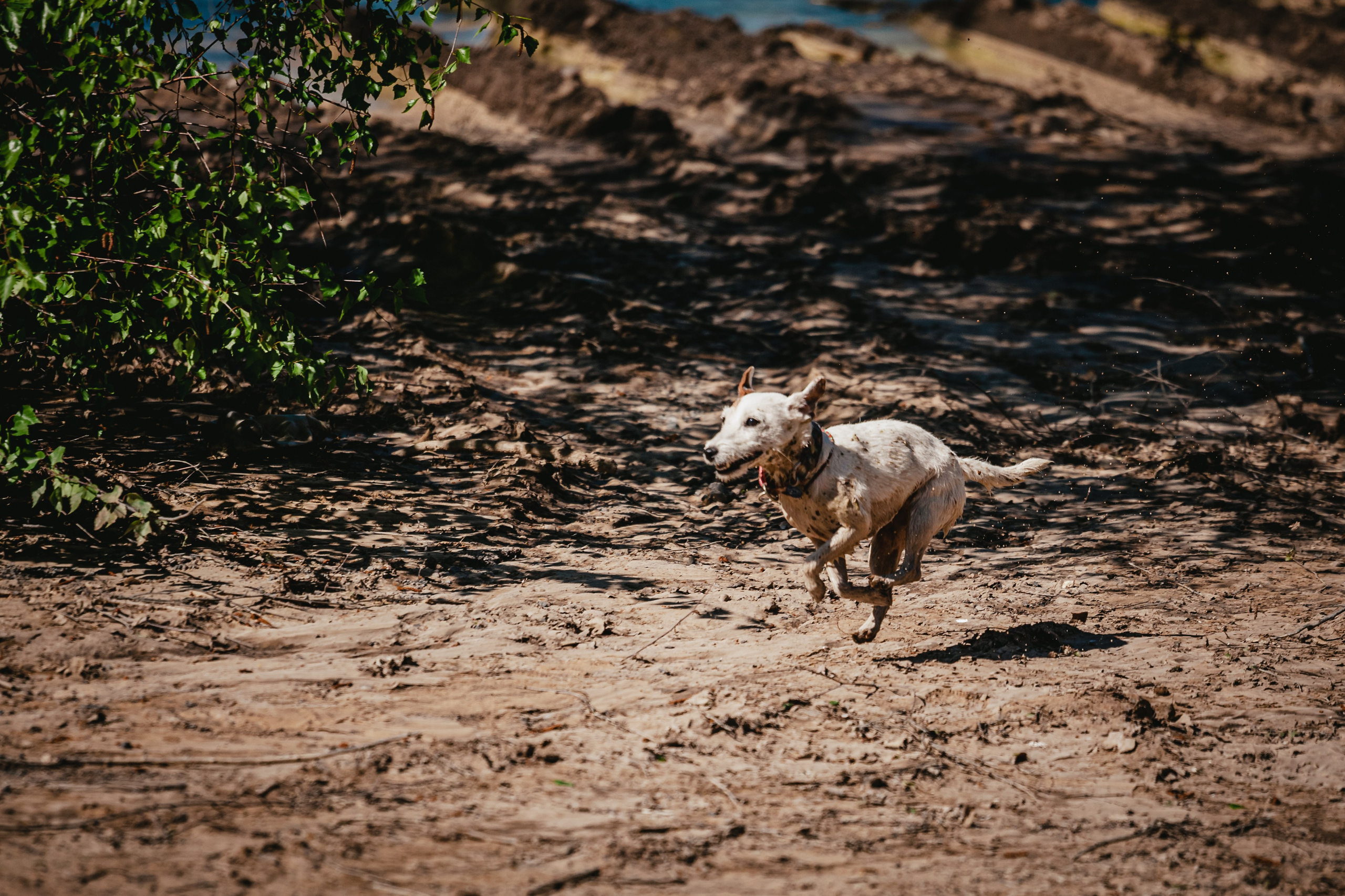 Кондуки. Фотограф-анималист Татьяна Степанова
