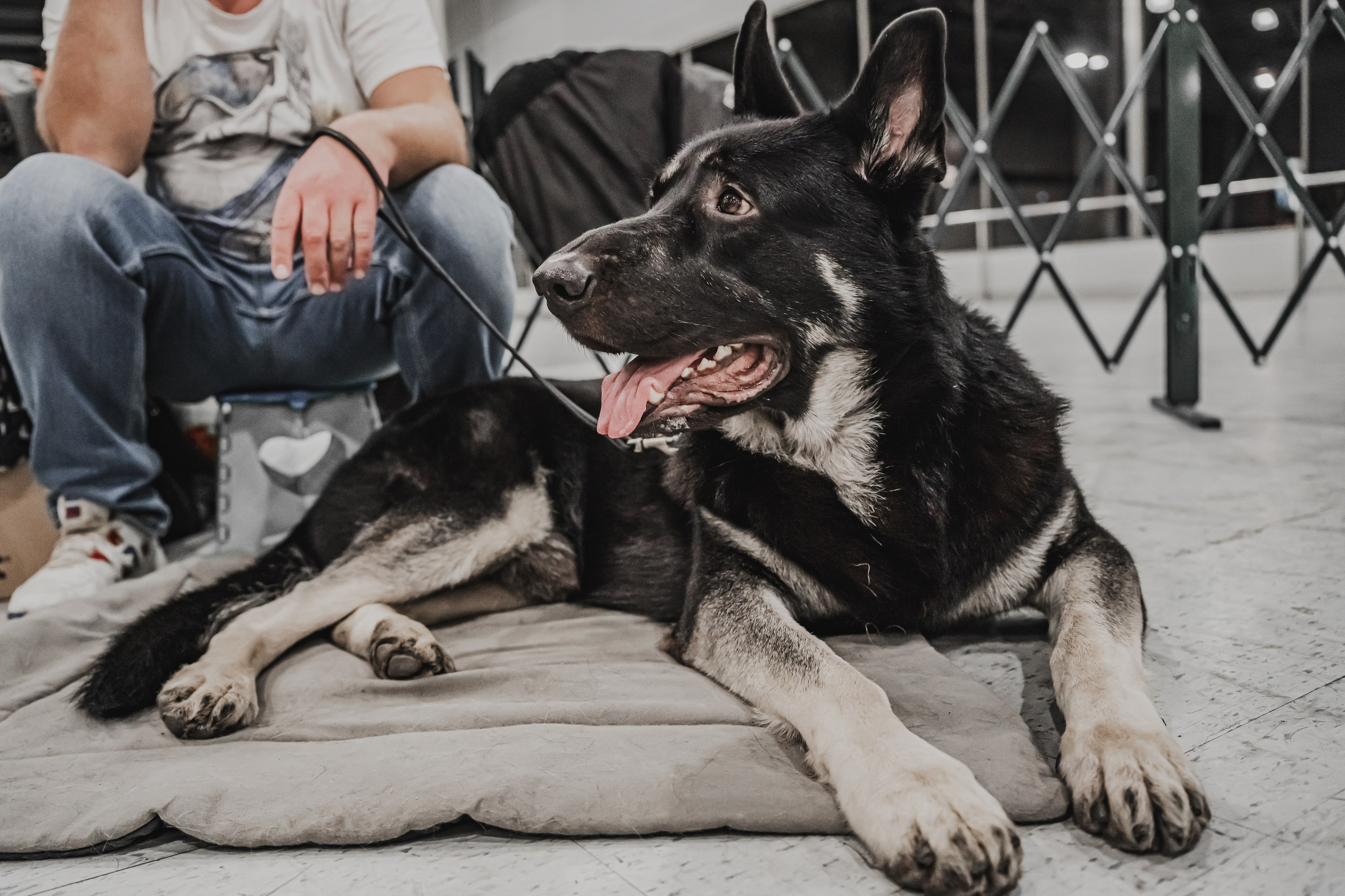 Международная выставка собак всех пород. Репортажный фотограф Анастасия Рубцова