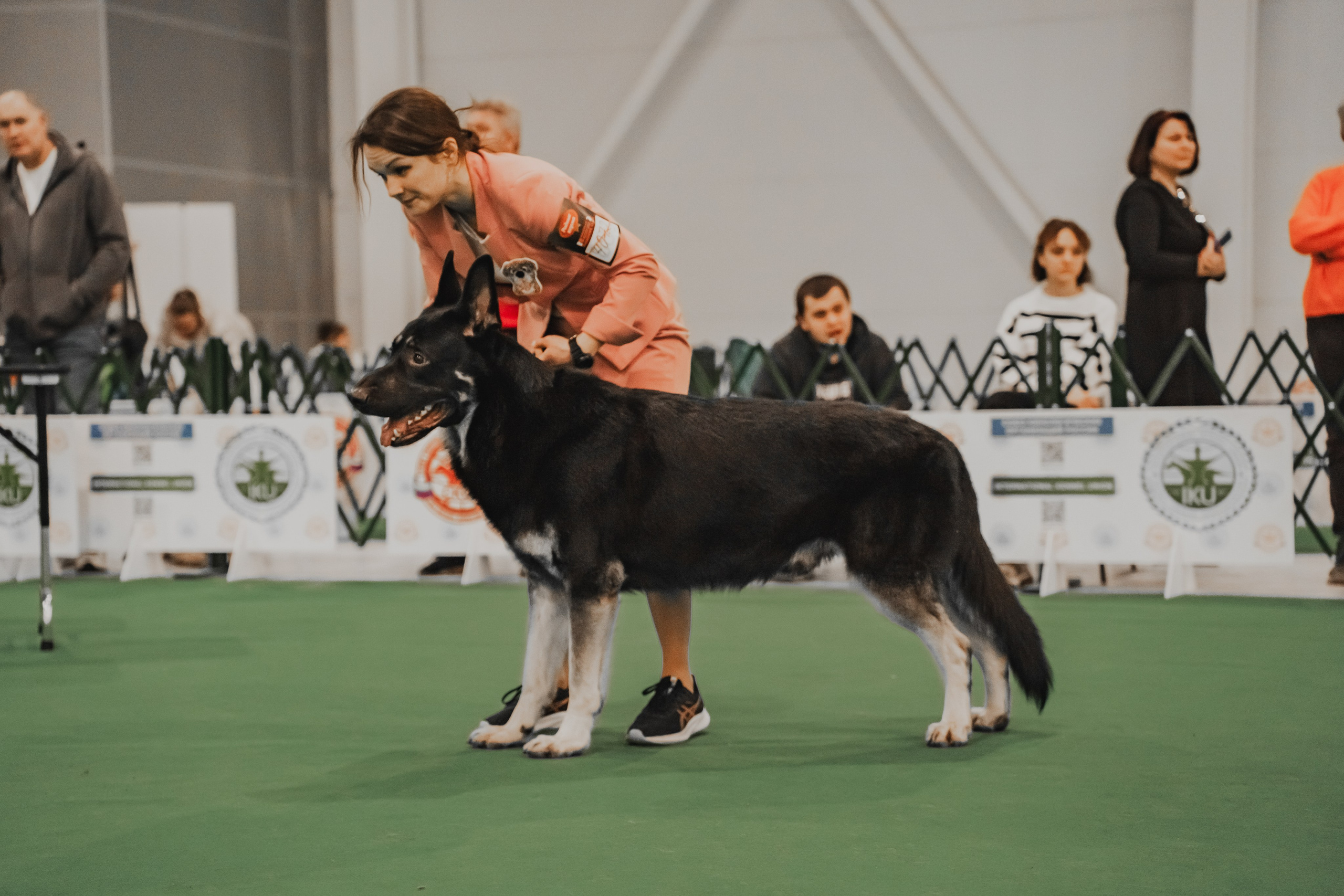Международная выставка собак всех пород. Репортажный фотограф Анастасия Рубцова