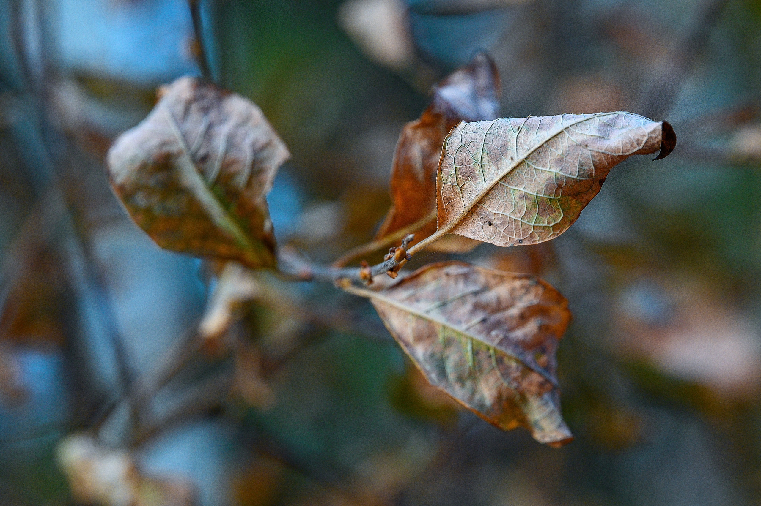 Осень. FotoGraf