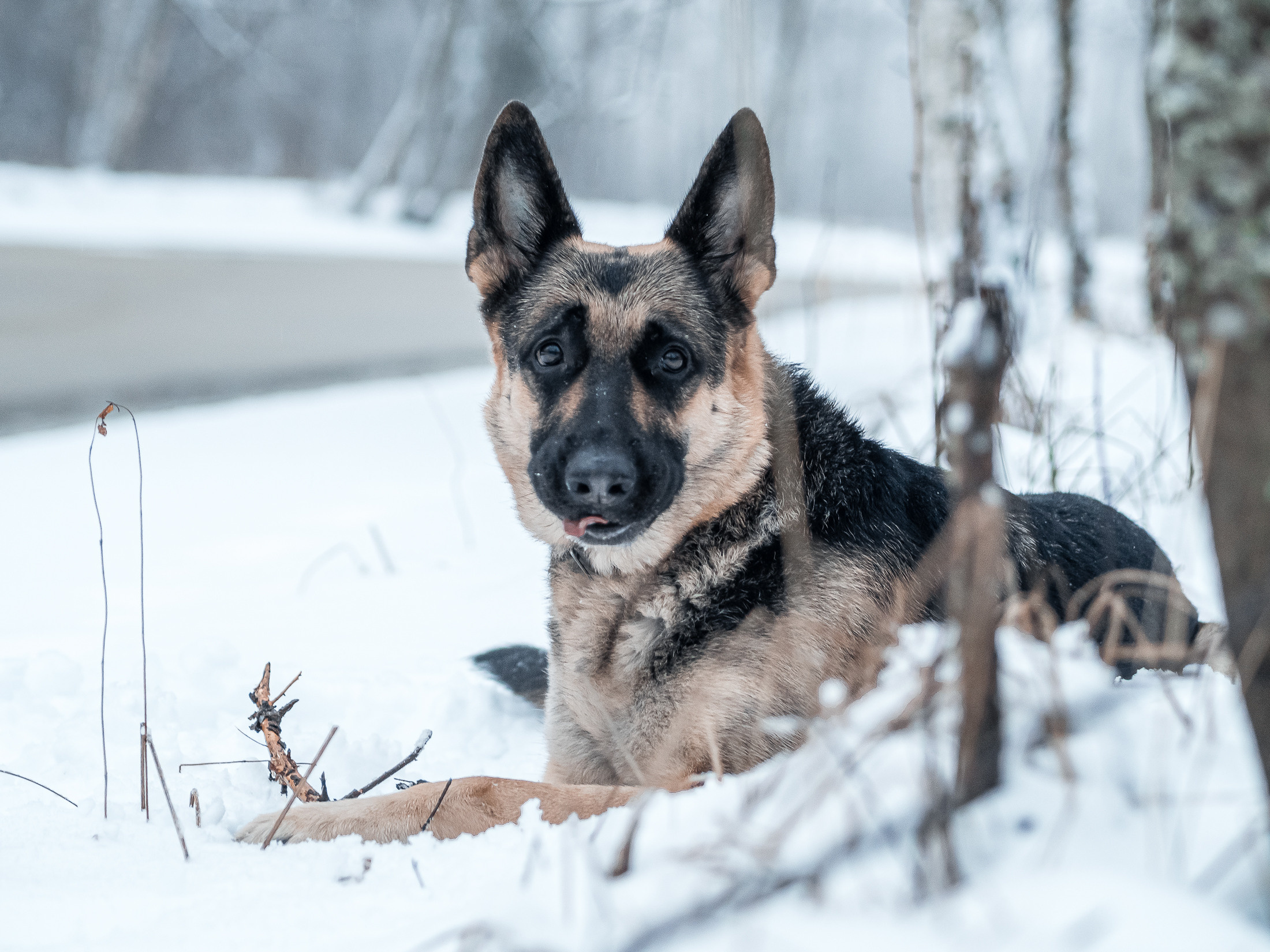 позы для фотосессии в лесу, фотосессия в зимнем лесу для девушки идеи