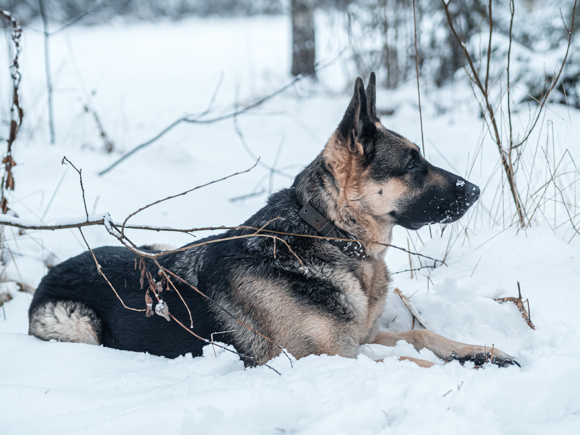 семейная фотосессия на природе зимой