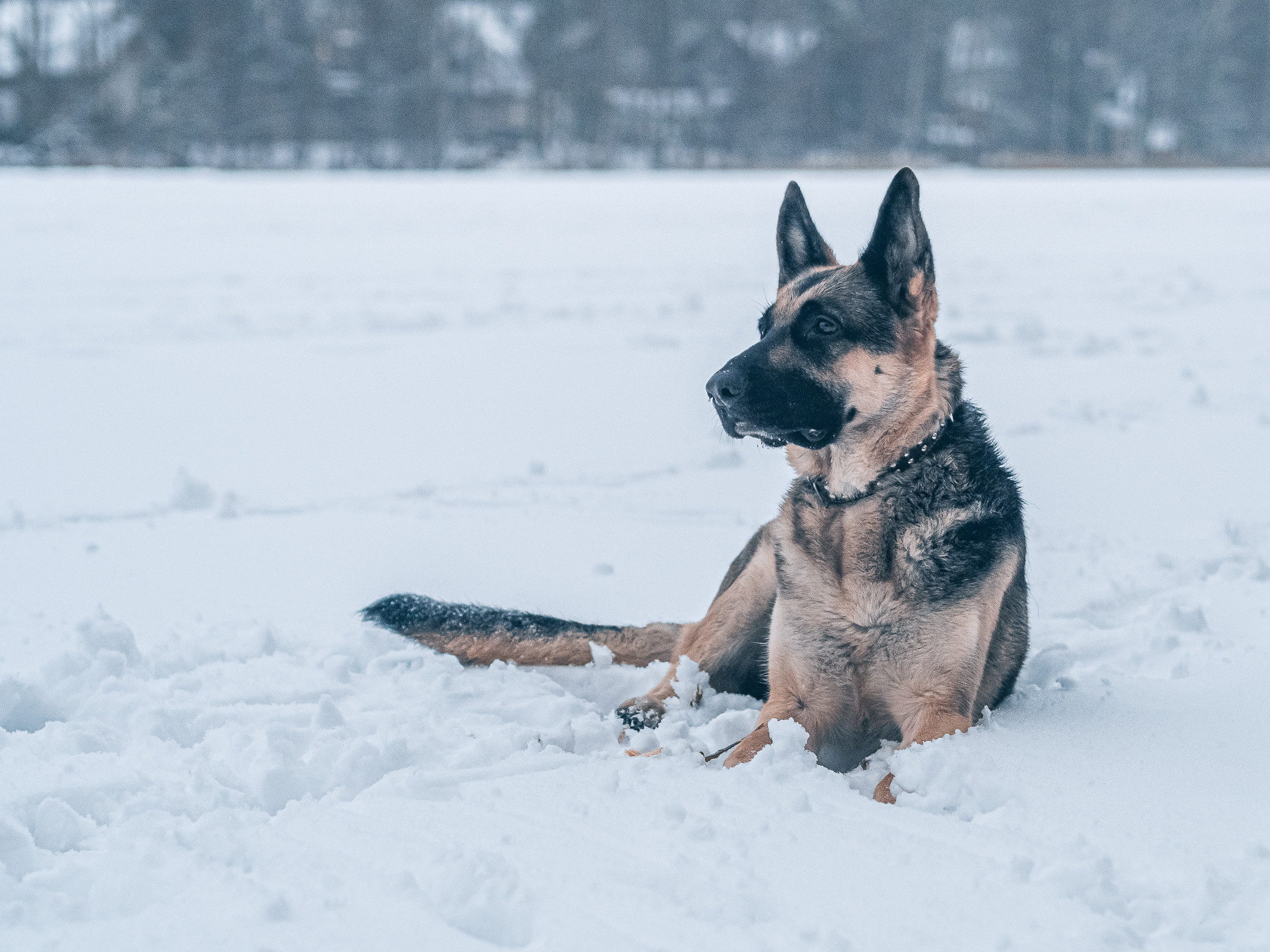 зимняя фотосессия с собакой на улице, зимняя семейная фотосессия на улице