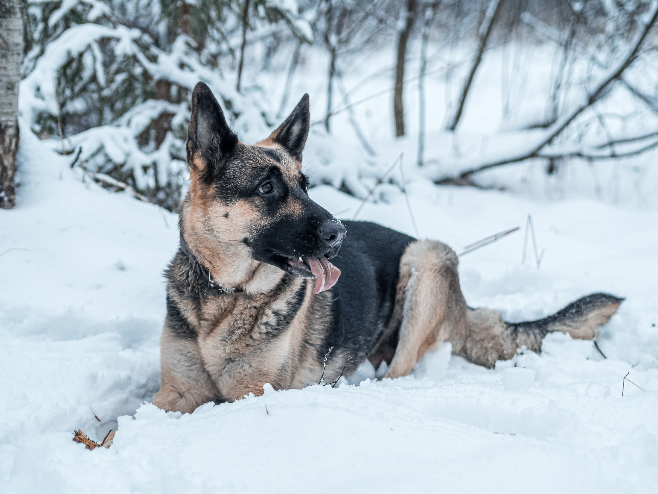 фотопрогулка фотосессия