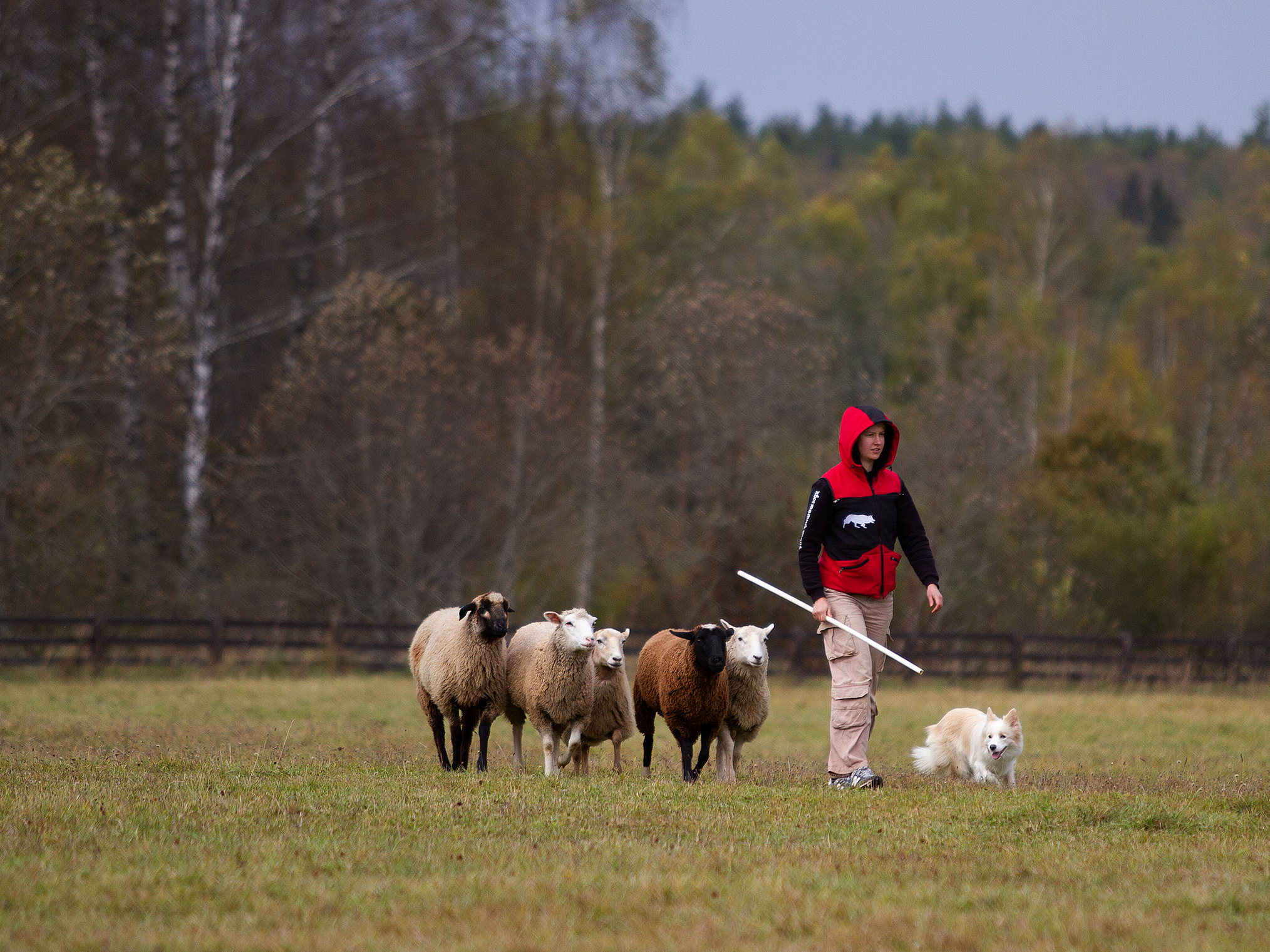 Собаки. Фотограф-анималист в Москве и МО Самойлова Марина