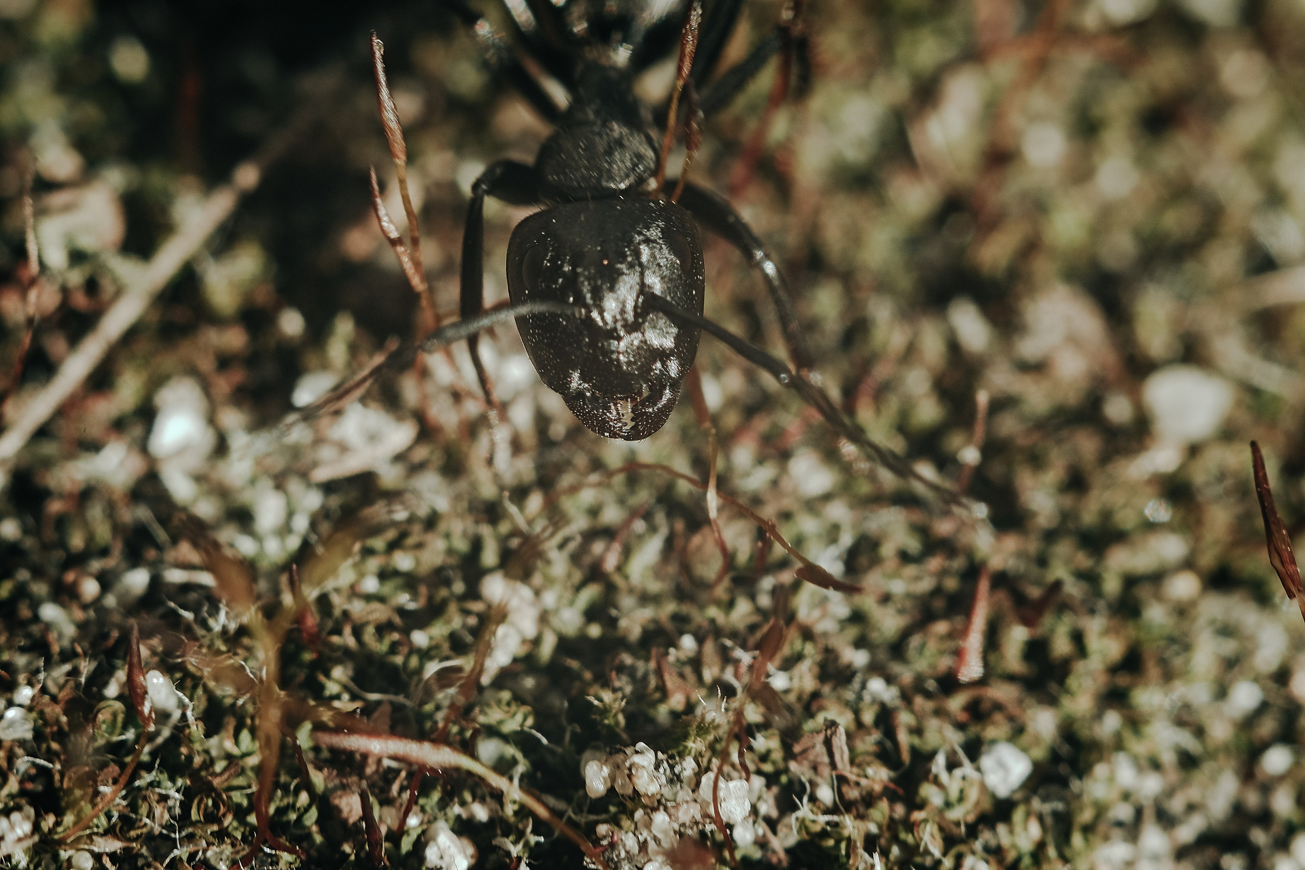 Съёмка животных и макро фото (Photographing animals and macro). Фотограф (photographer) Lischinski Vitaliy