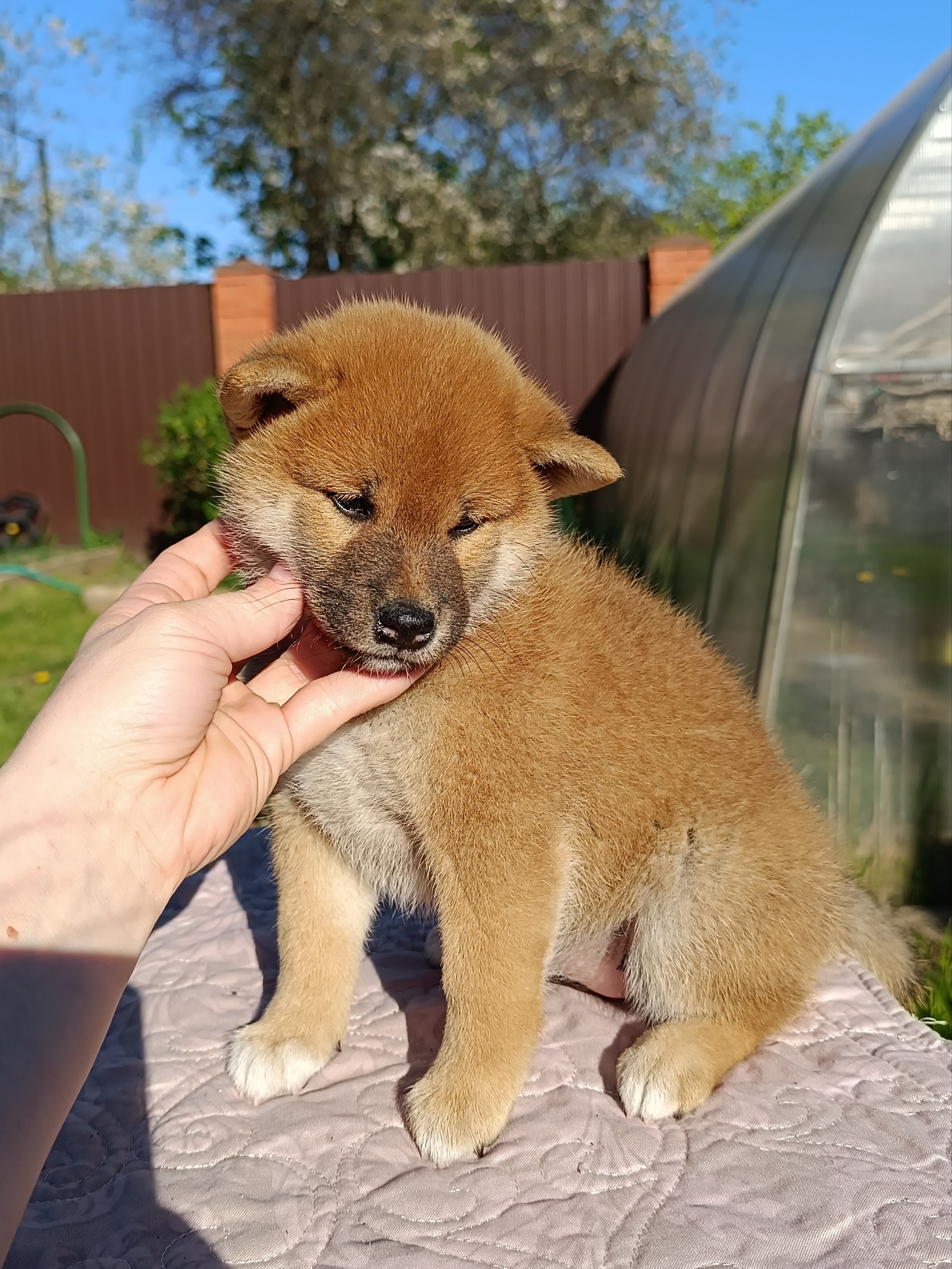 сиба питомник Рубилайт щенки на продажу rubylight  сиба щенки купить СПб Санкт-Петербург