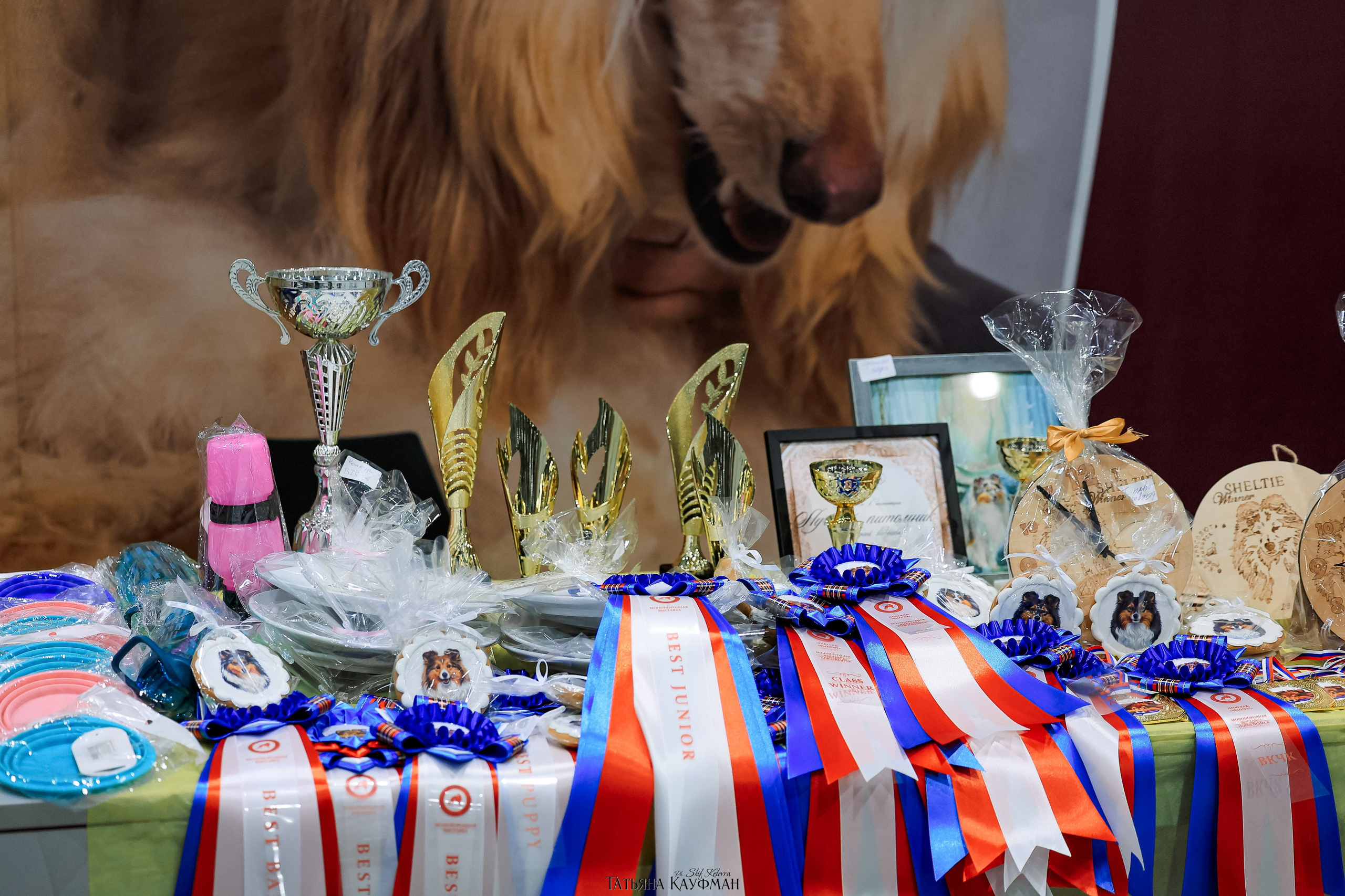 выставка собак в Новосибирске ABSOLUT WINNER-2026, Рейтинговая выставка собак