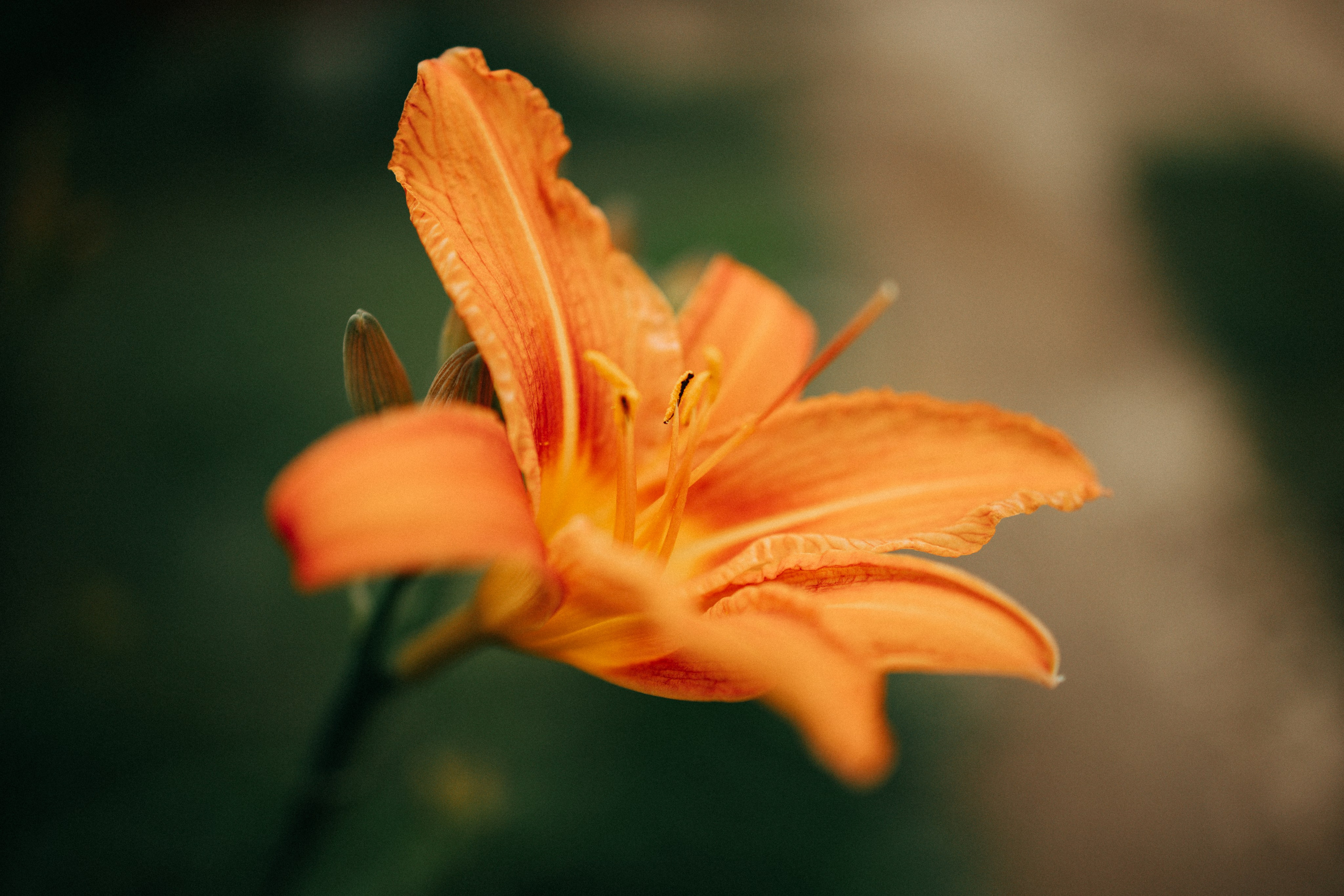 Прогулка по Криволучью. Свадебный и семейный фотограф в Туле и области Маша Костина