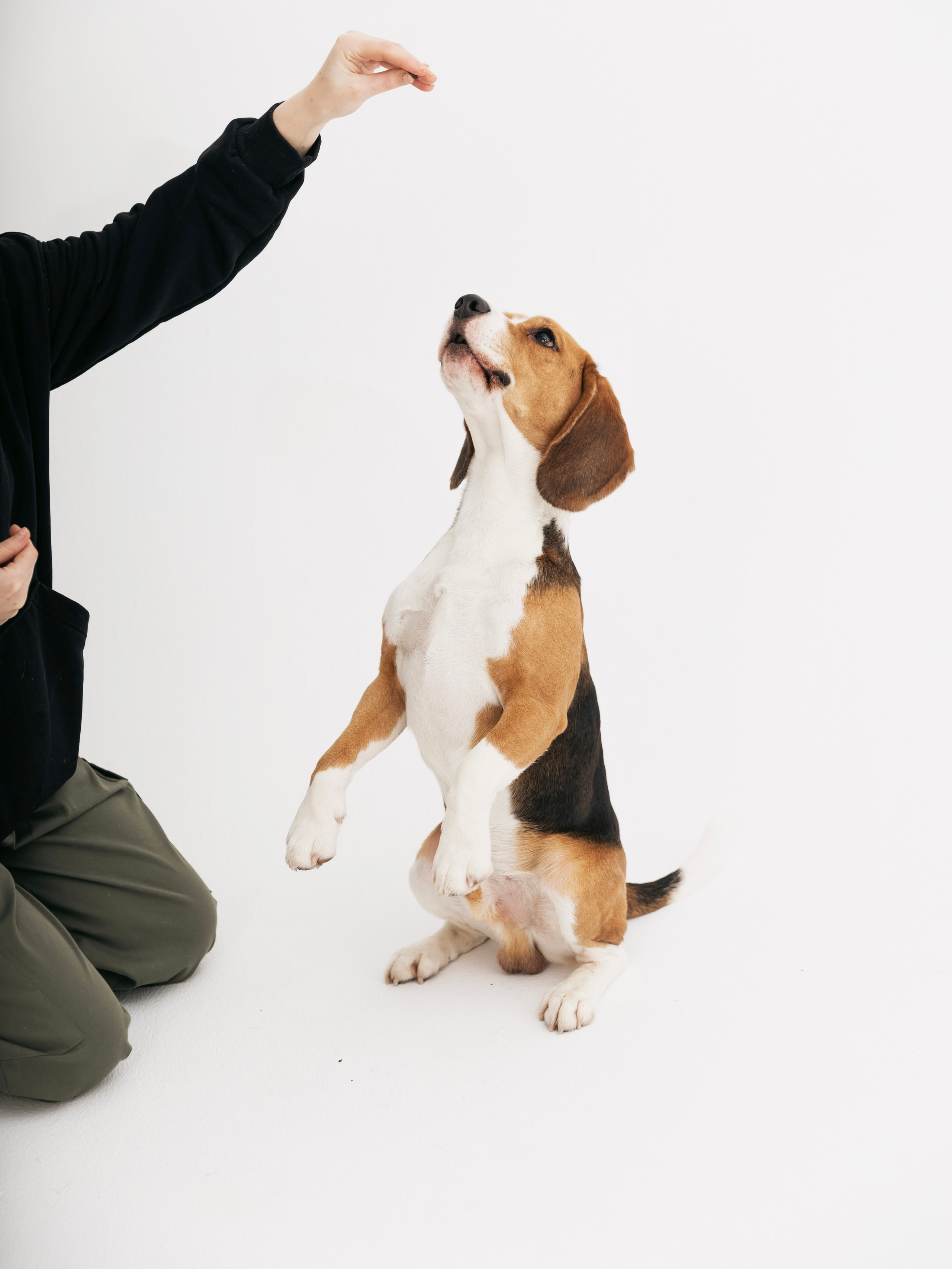 Биглемания. DRIPSTOCK MAG