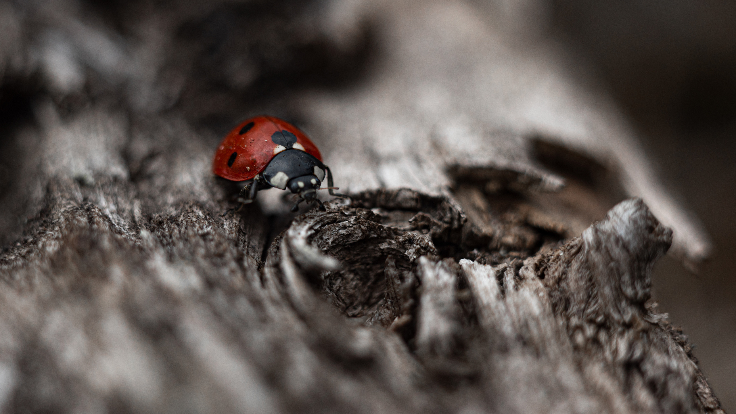 божья коровка