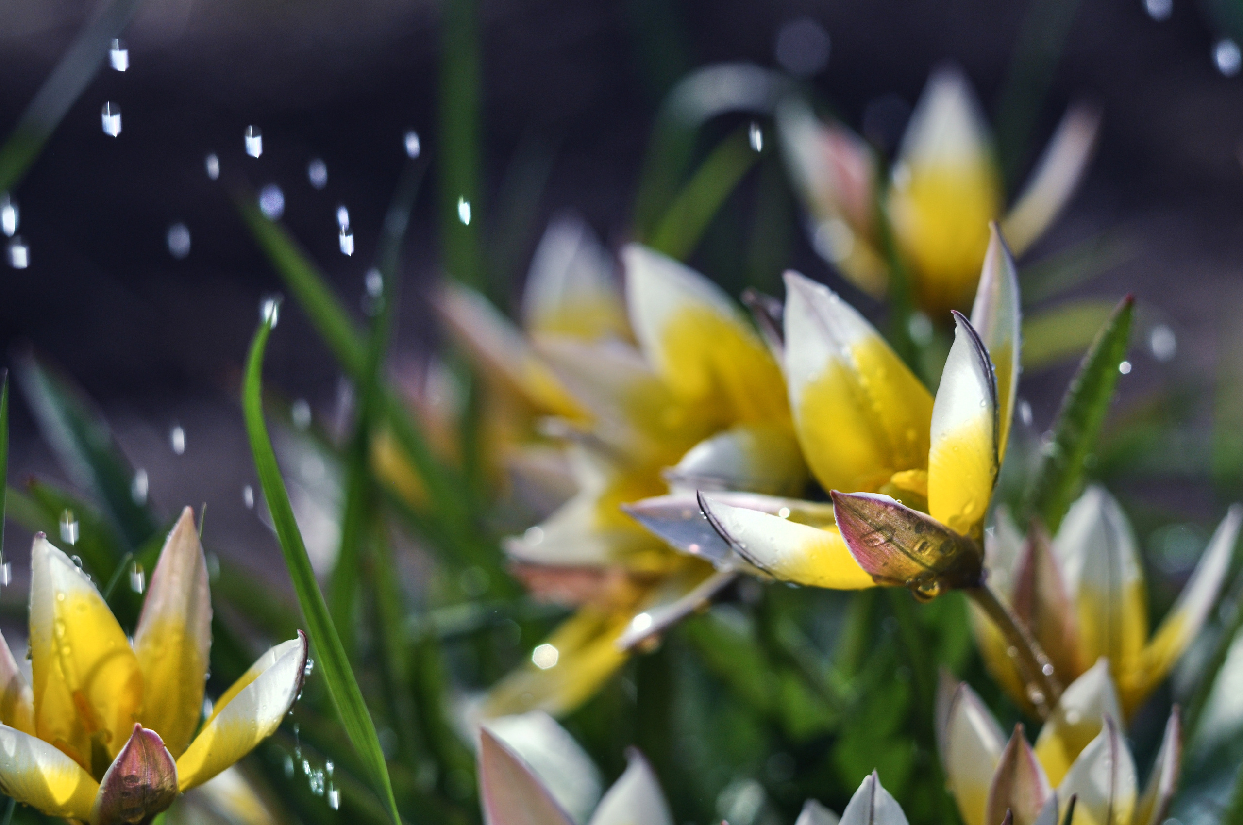 цветы желтые с белым краем тюльпан мелкопучковый